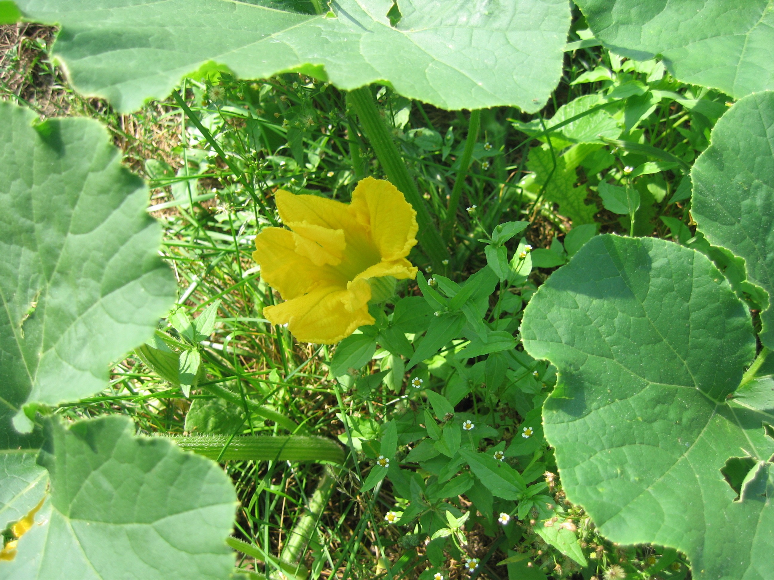 Жёлтый цветок тыквы среди крупных зелёных листьев.