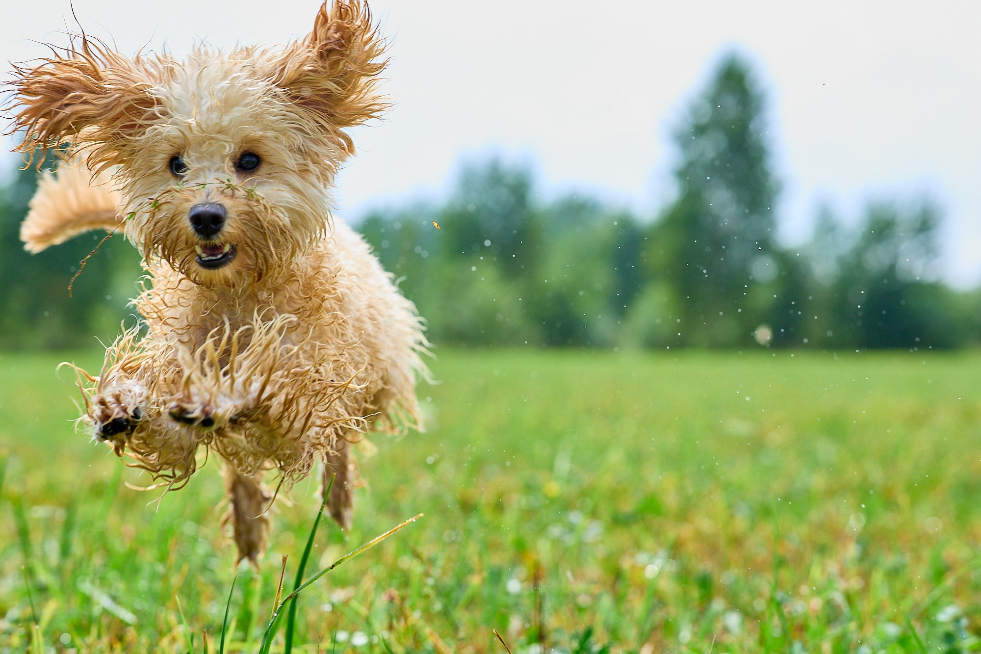 Мокрая от травы и неугомонная Бонечка. Любовь Гальцова — свадебный, семейный, детский фотограф в городе Кемерово и Кемеровской области