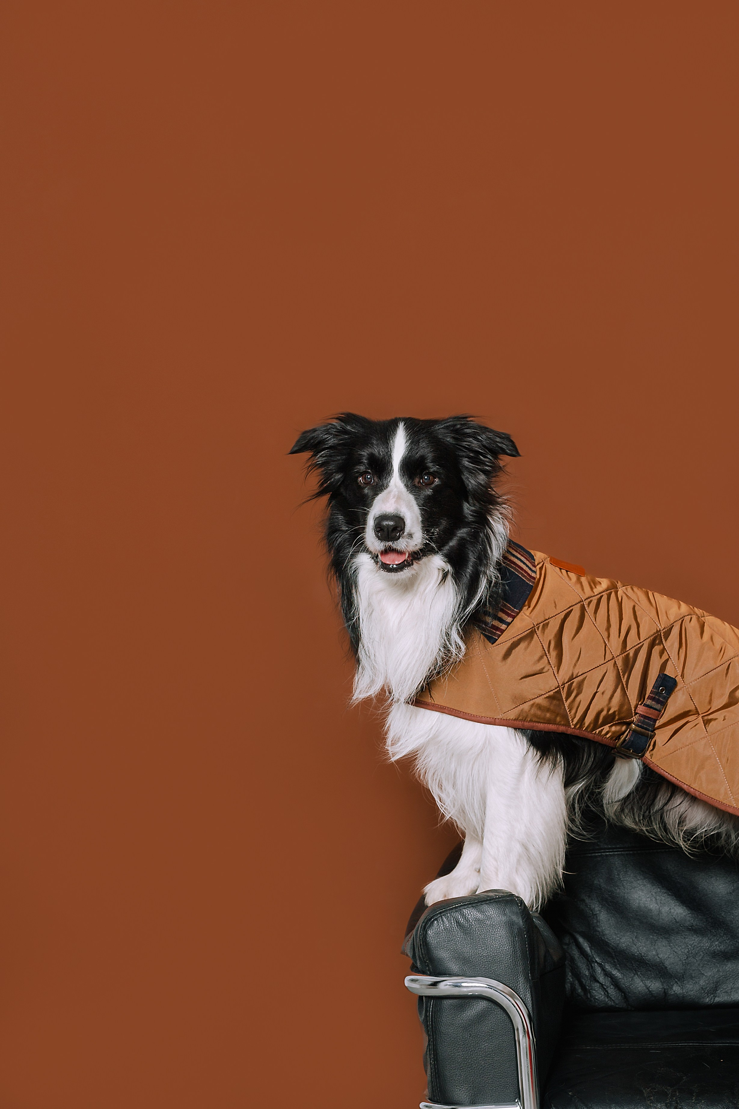 Съемка для бренда TEDDYBOY. Фотограф-анималист Татьяна Степанова