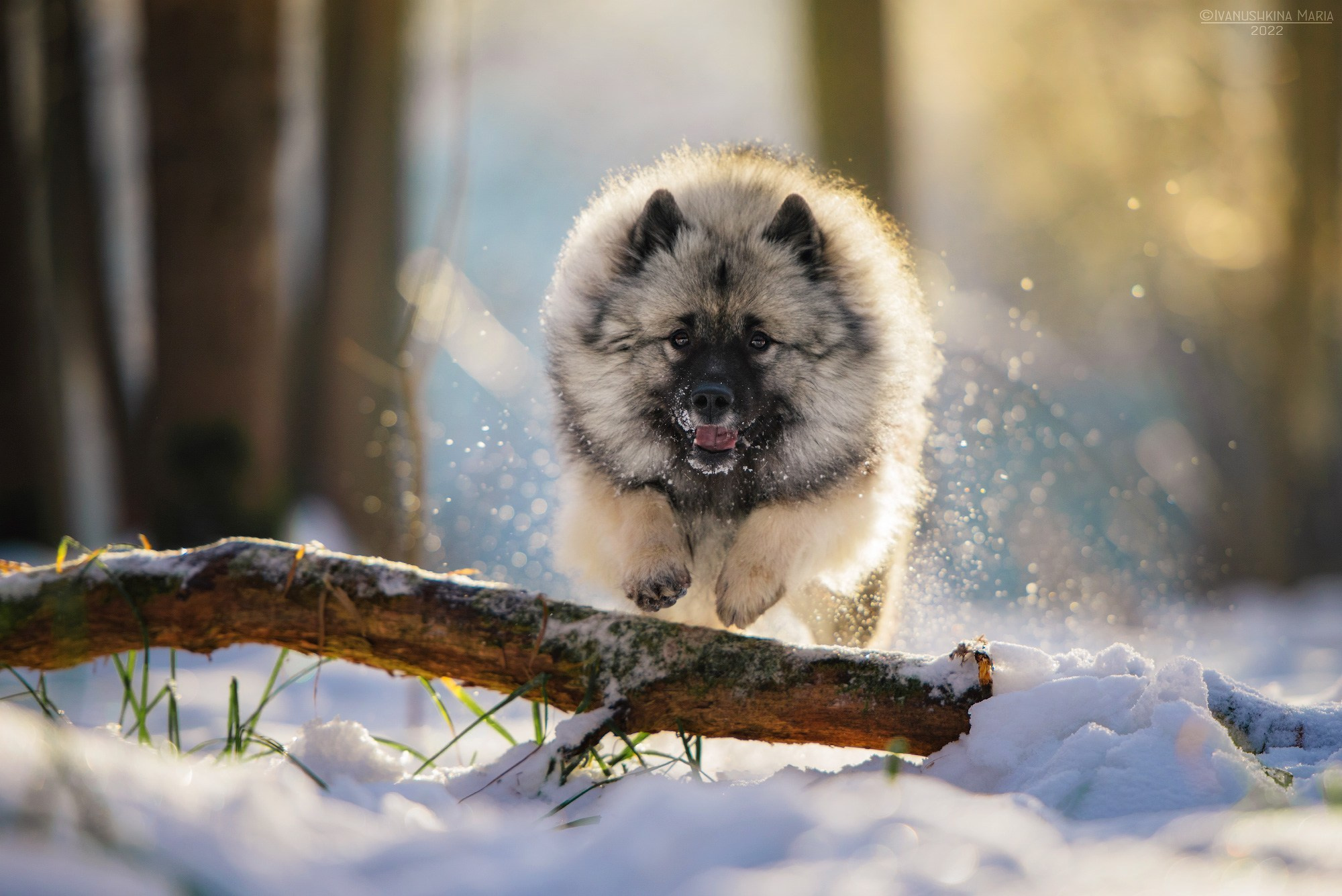 Фотограф-анималист. Фотограф собак в Москве и Московской области Иванушкина Мария