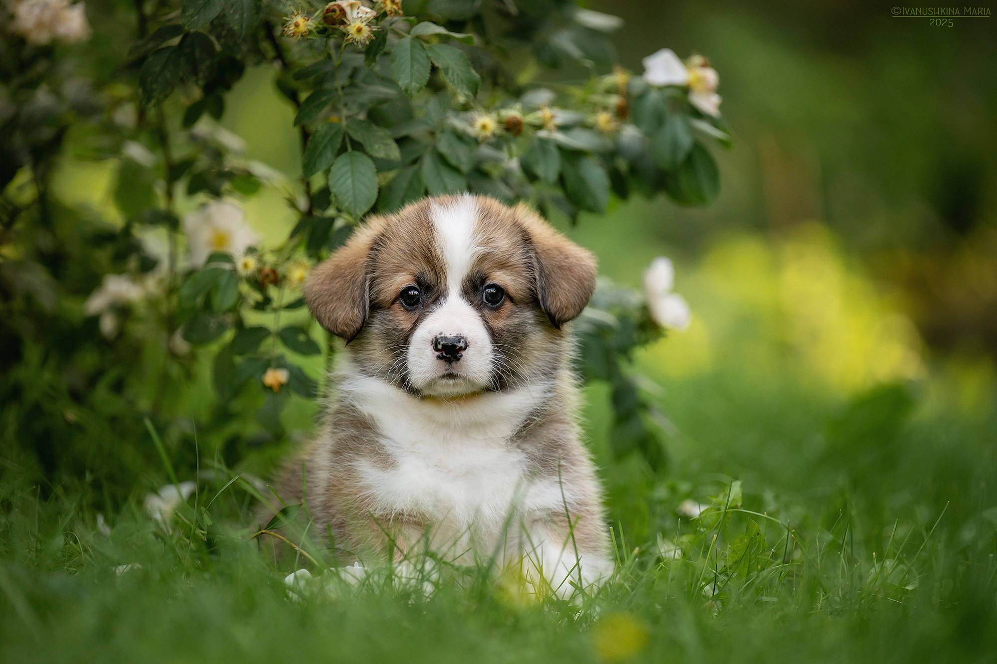 Фотосессия щенков на продажу. Фотограф собак в Москве и Московской области Иванушкина Мария