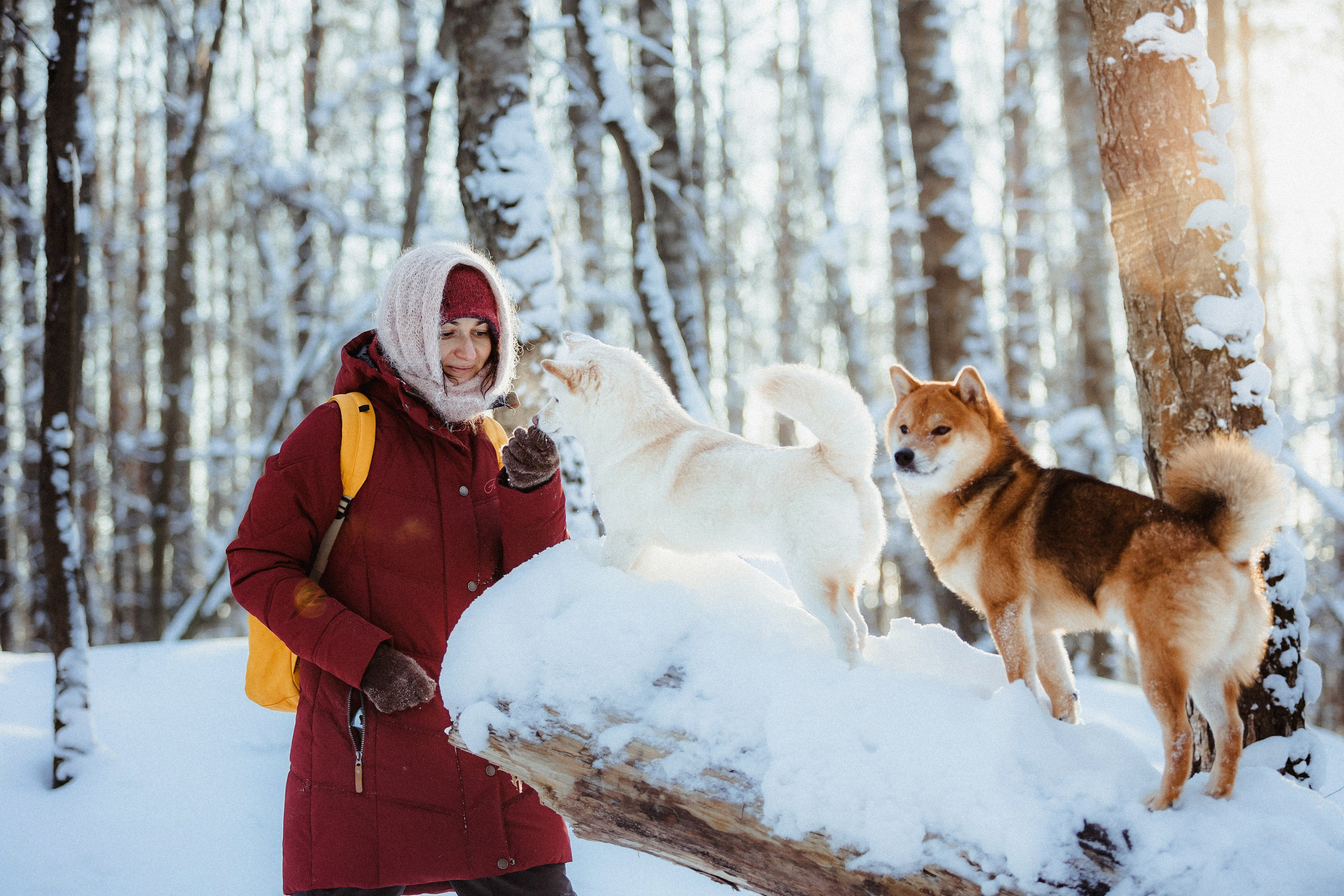 Шед, Цири и Ира