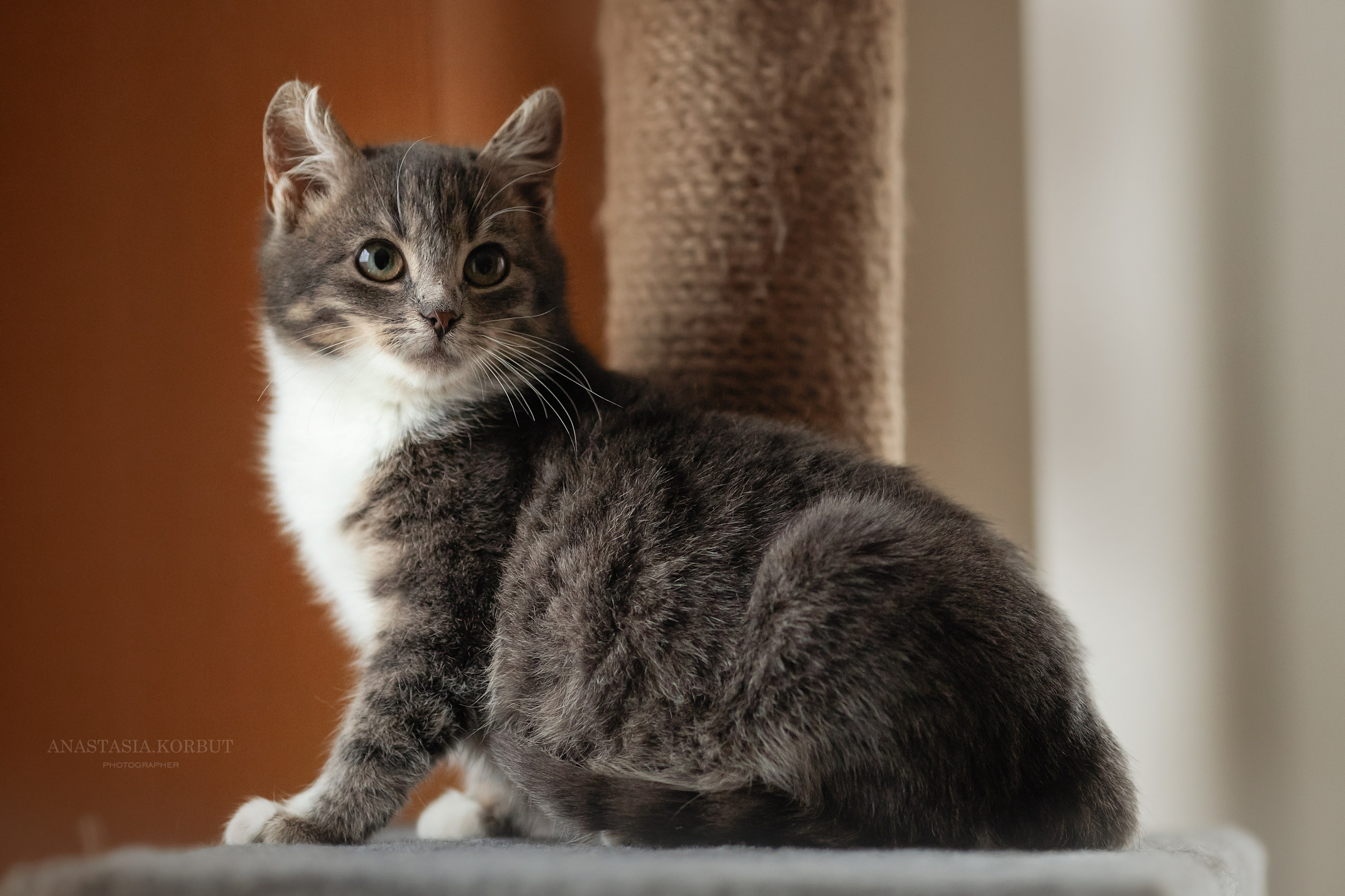 Котята в добрые руки. Арт фотограф в Минске Анастасия Корбут