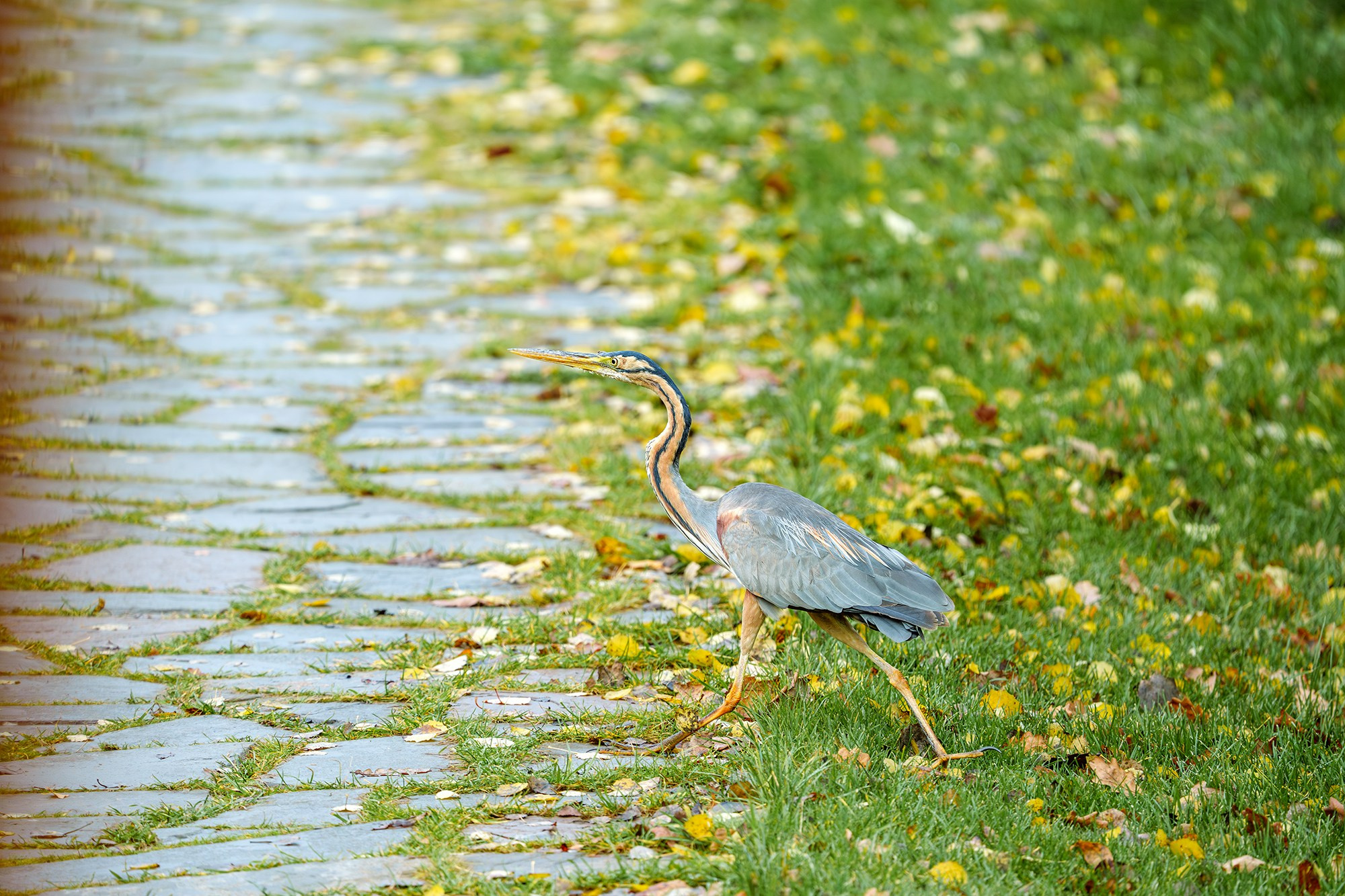 Удивительные мир птиц. Вокруг нас столько прекрасного — присмотритесь!. Ваш личный фотограф Марина Волкова