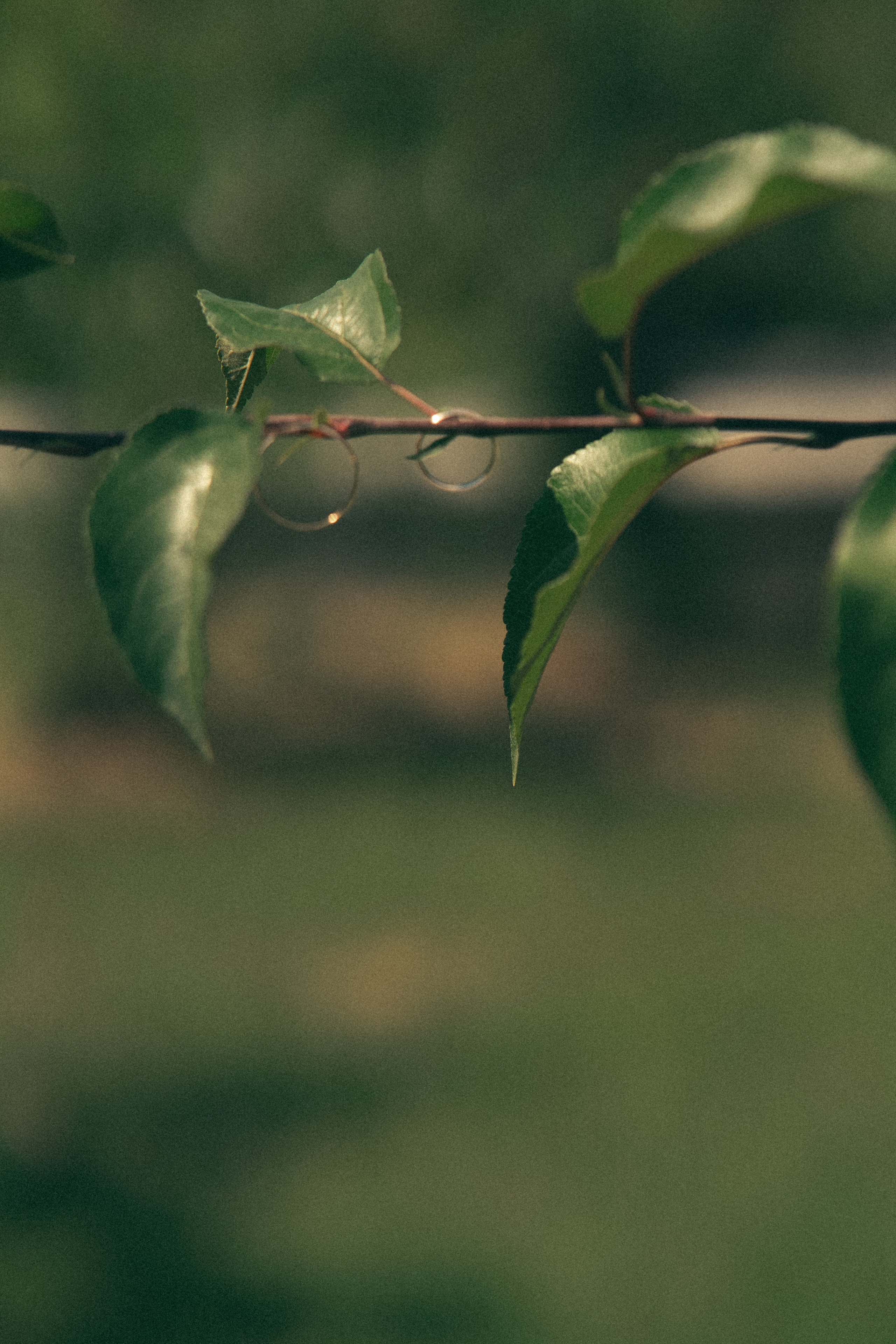 Сад. Фотограф Мария Зайчик