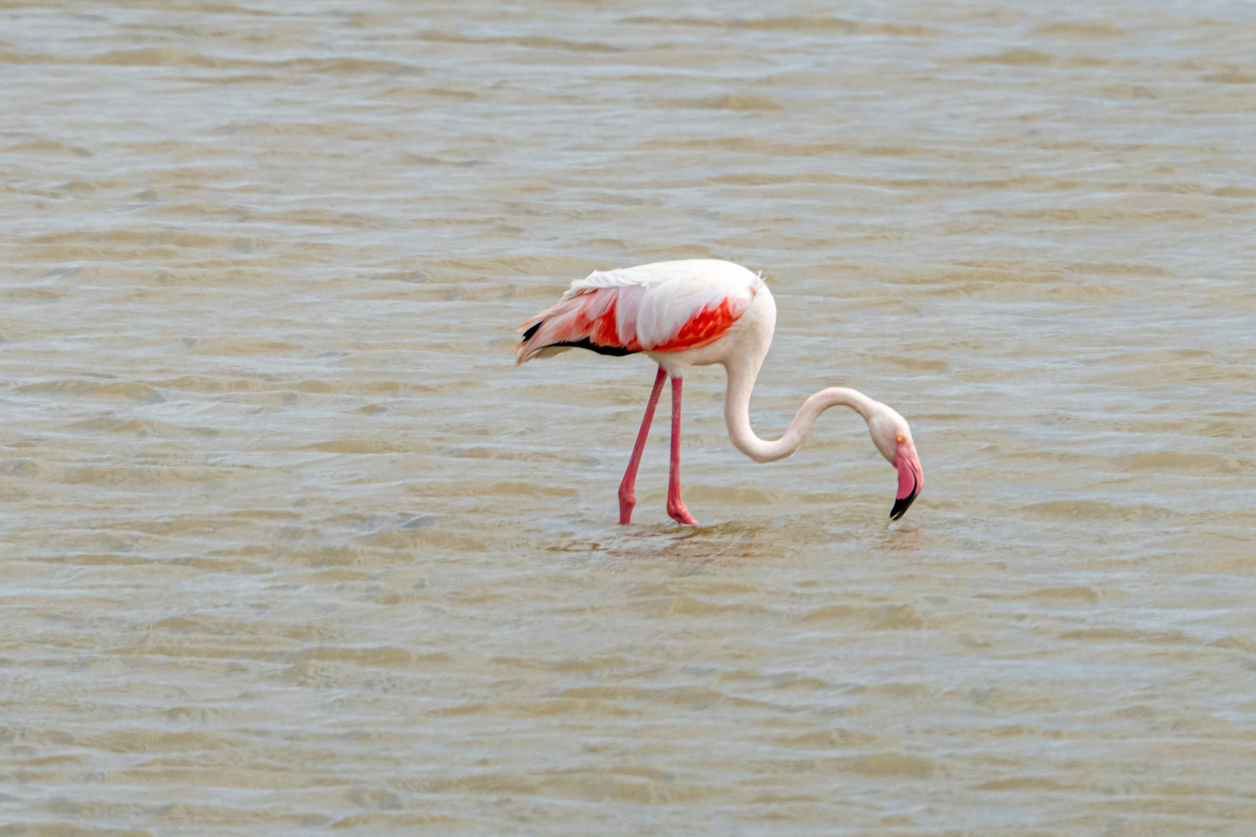 Танзания, сафари, 2025. Творческие сьемки