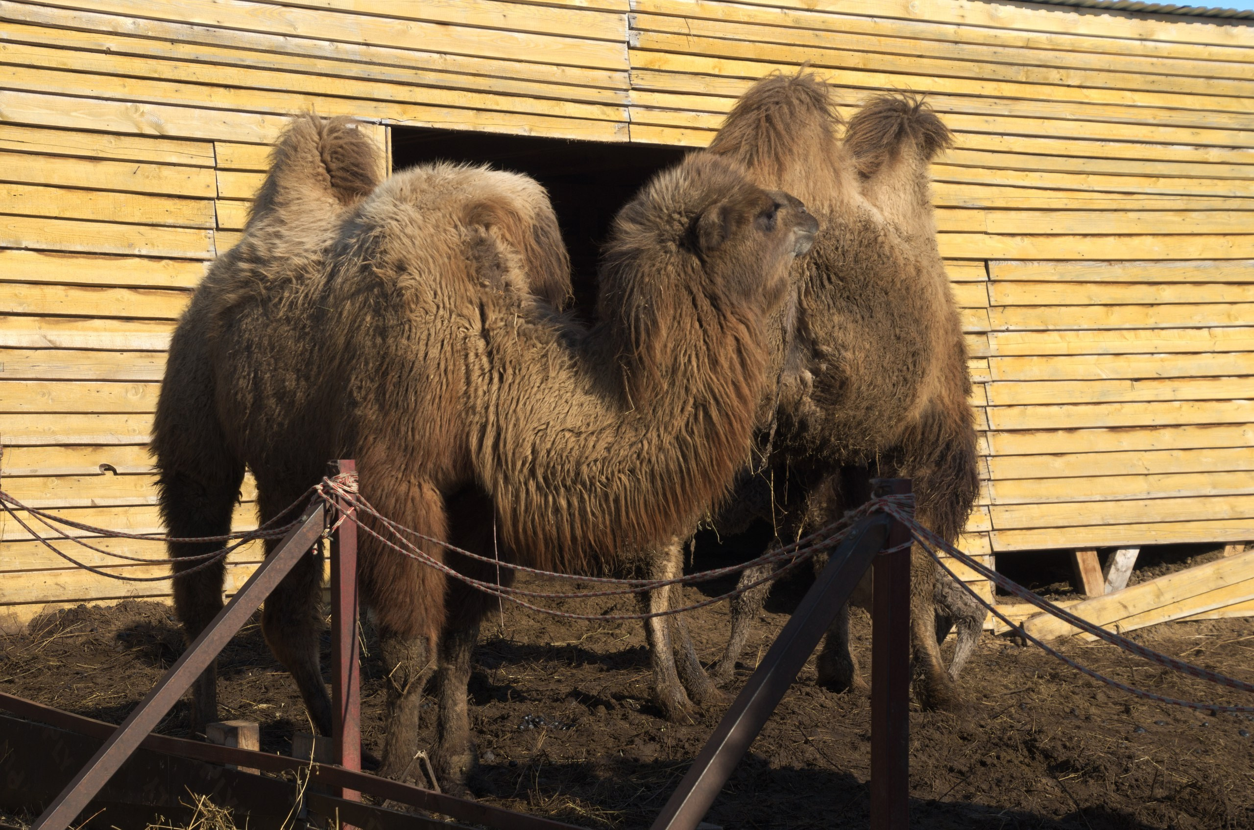 Казань | 24-26.03.2017. Галерея Фантим