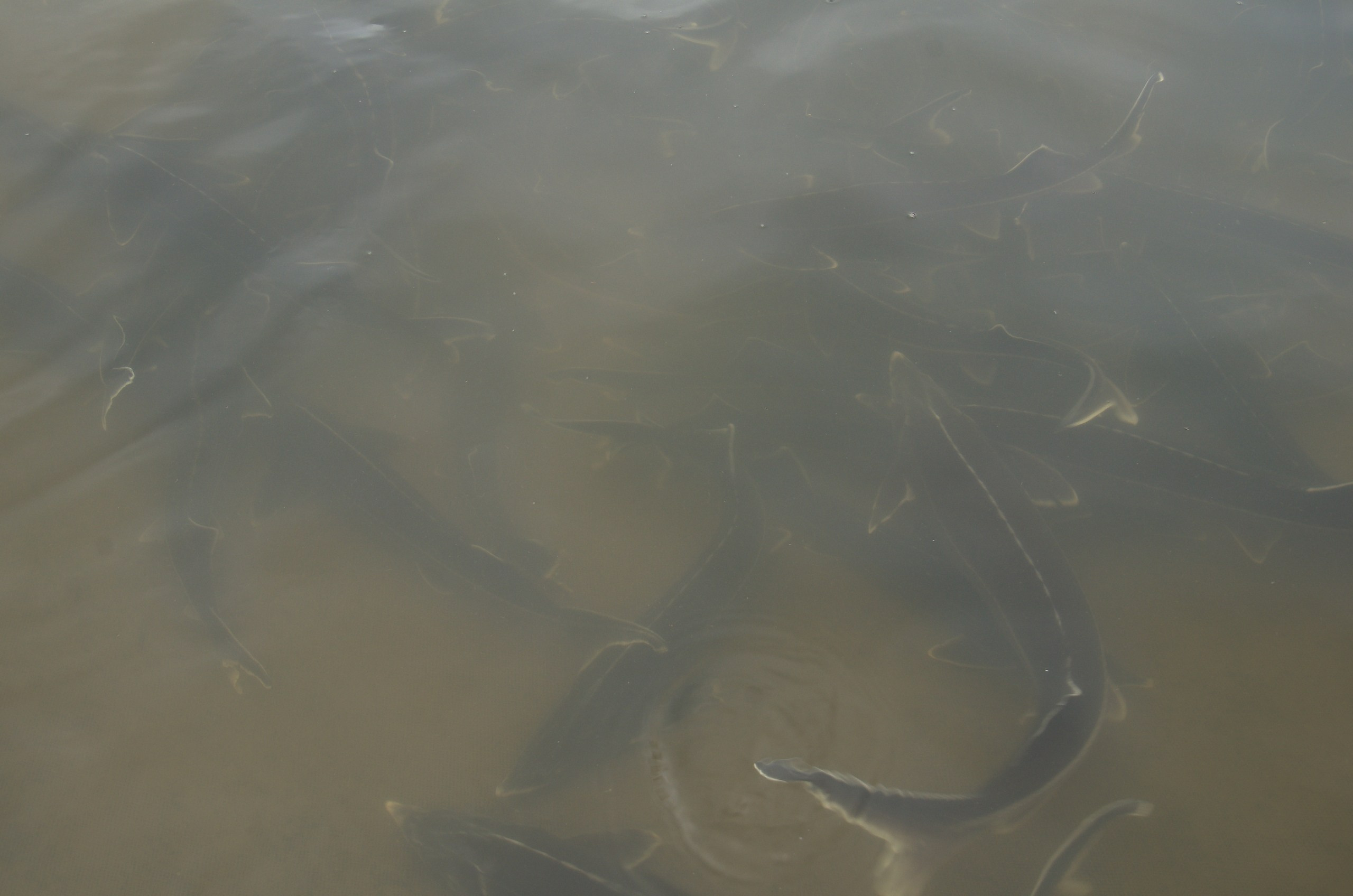 Астрахань | 17-18.10.2020. Галерея Фантим