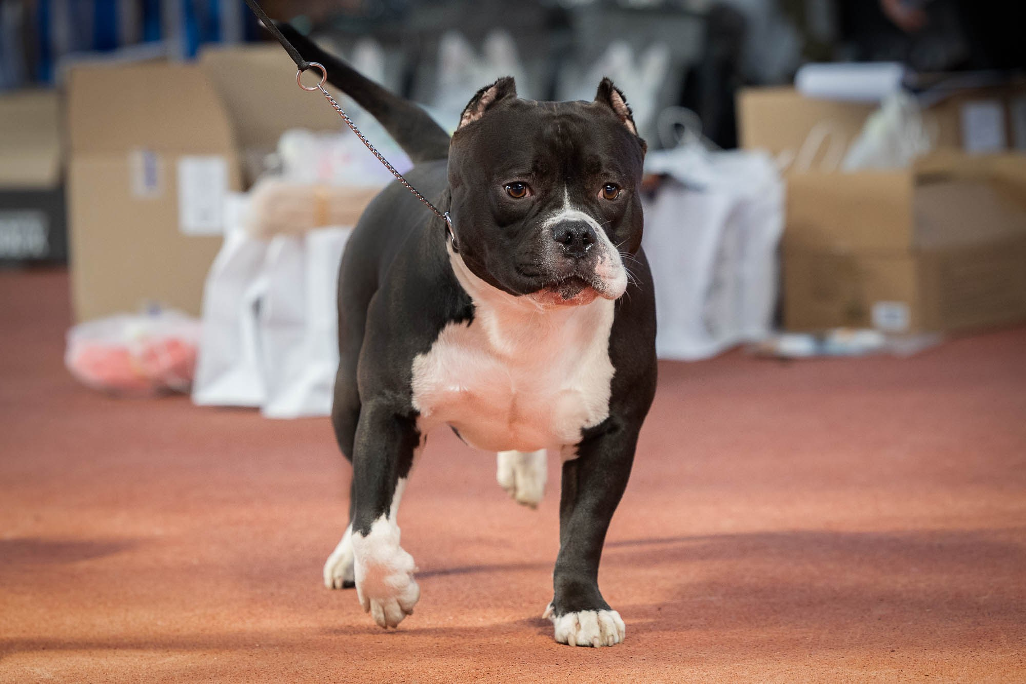 IDBC. Виктория Михайловская. Фотограф-анималист. Москва