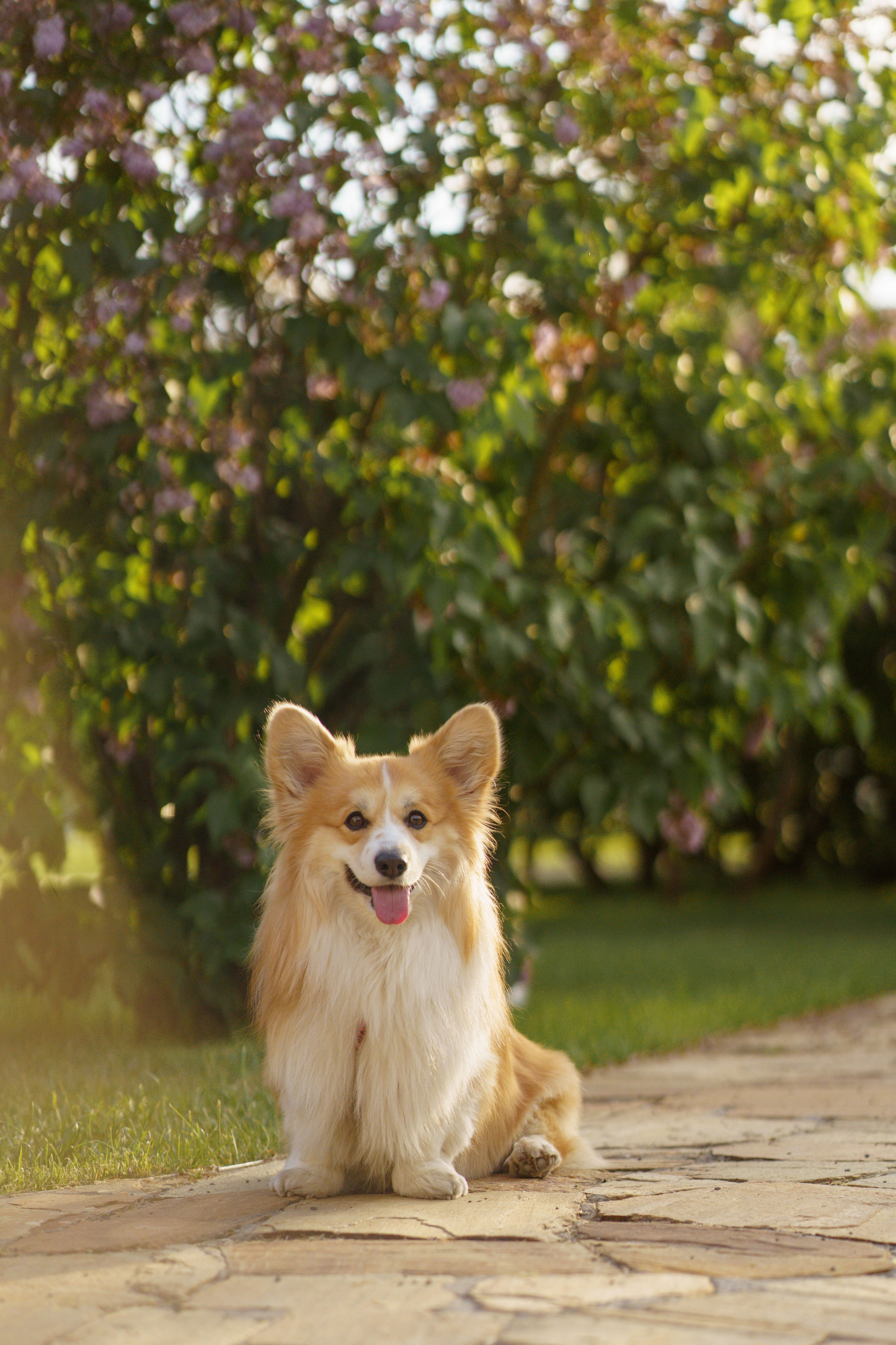 Катя, Арсений и Пух. Свадебный фотограф в Москве Анна Полушина