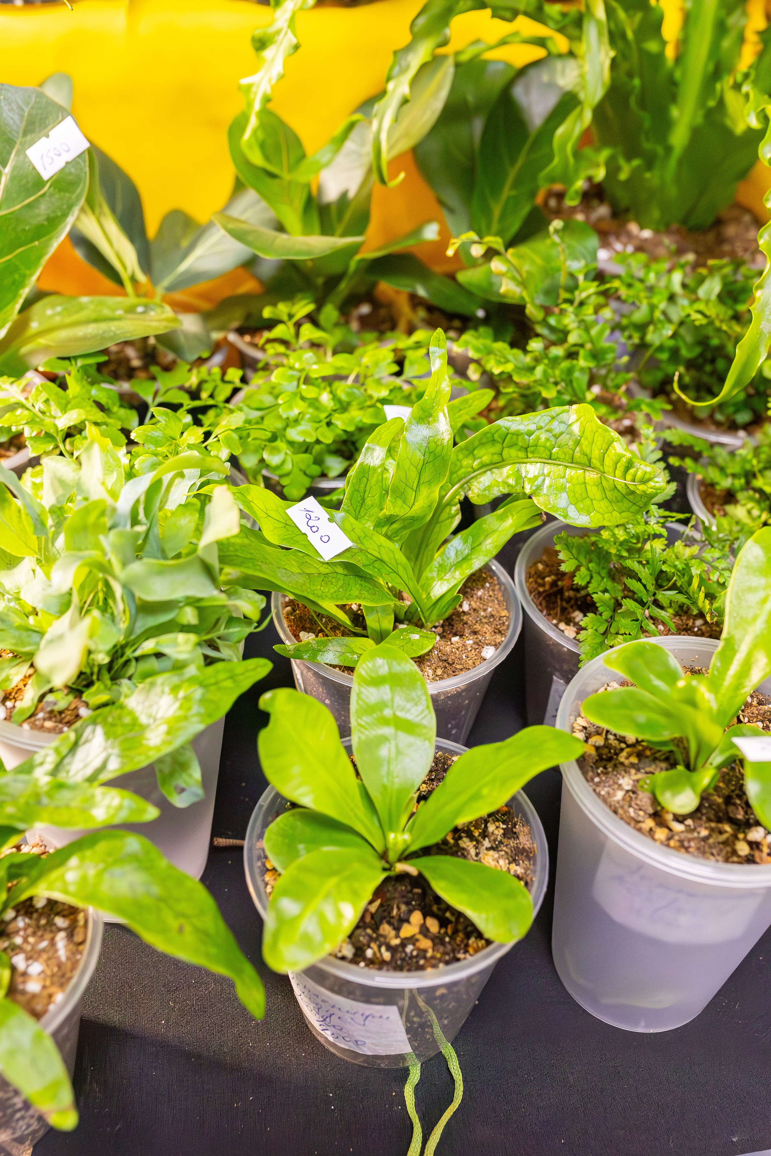 Монстериум апрель 2026. Александра Куликова фотограф, Москва