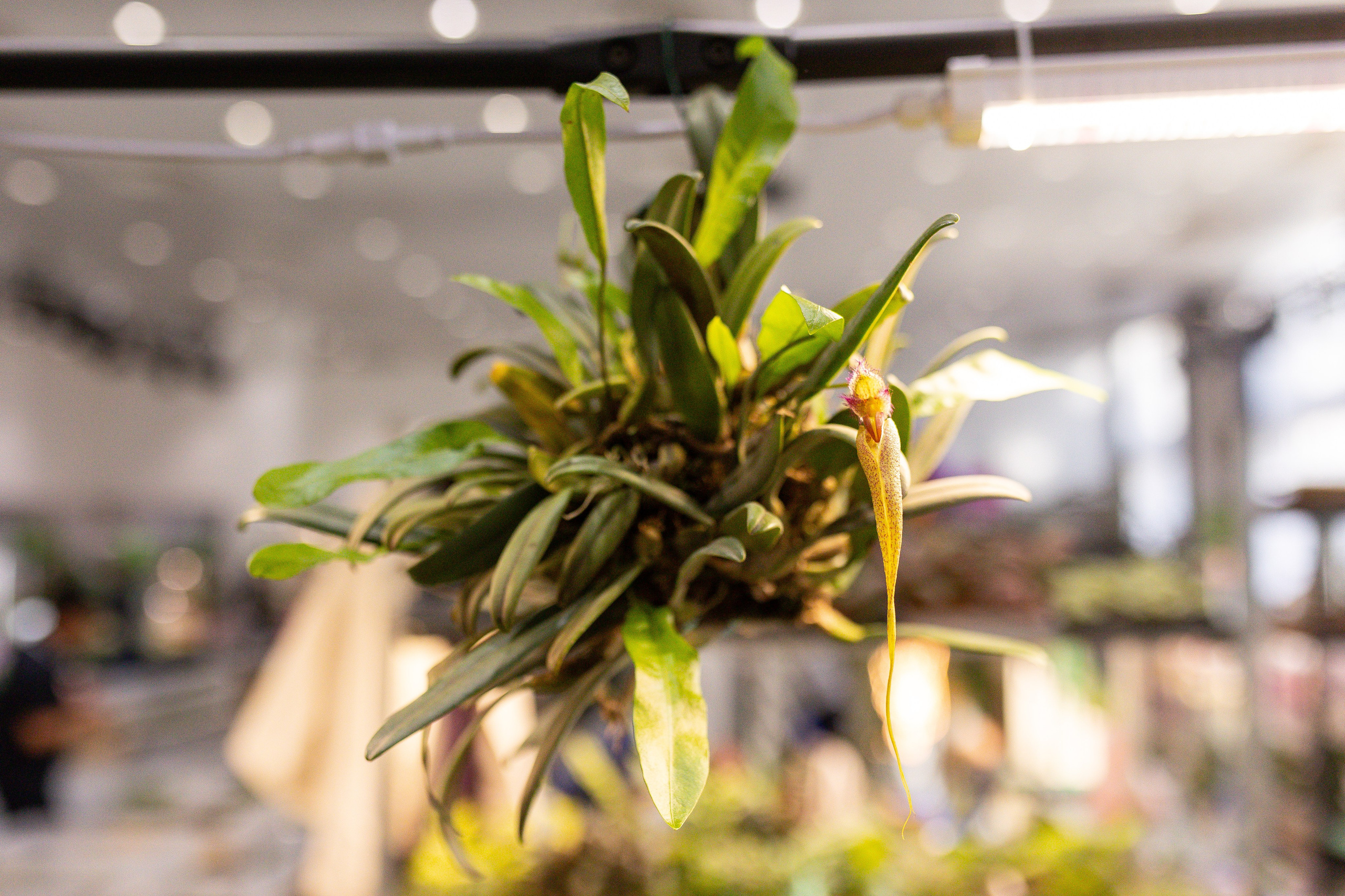 Орхидиум сентябрь 2025. Александра Куликова фотограф, Москва