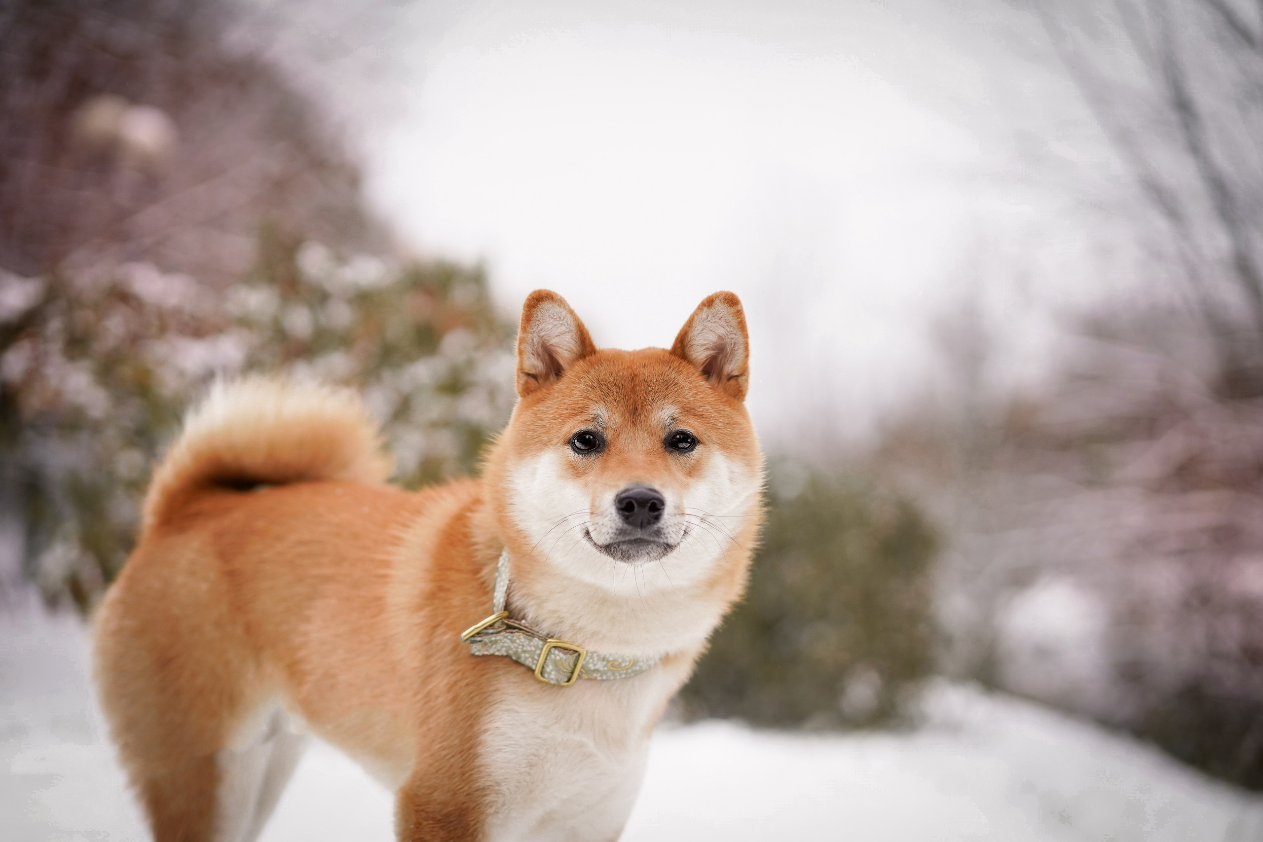 Алина и Юми. Фотограф-анималист в Санкт-Петербурге Яна Мартынова