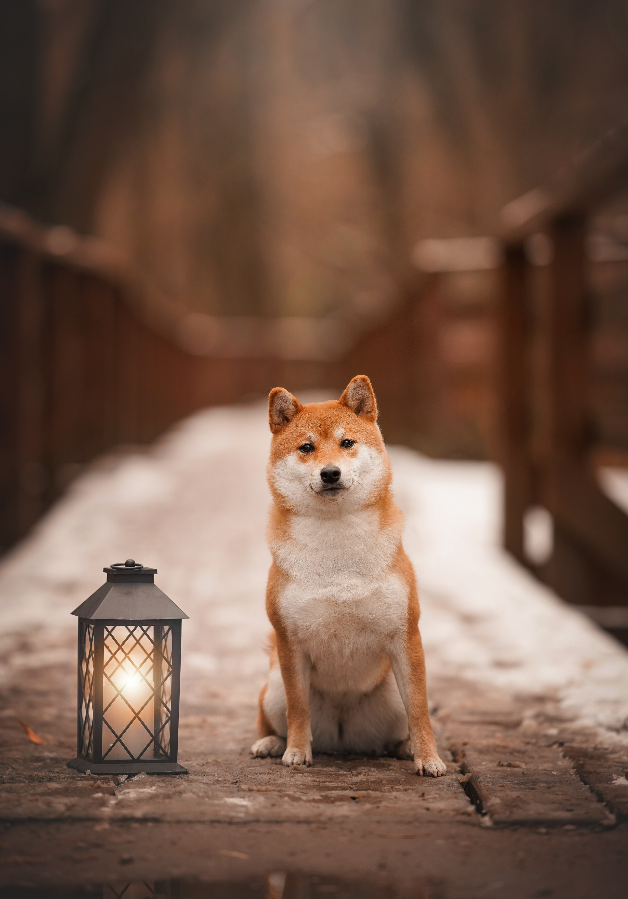 Алина и Юми. Фотограф-анималист в Санкт-Петербурге Яна Мартынова