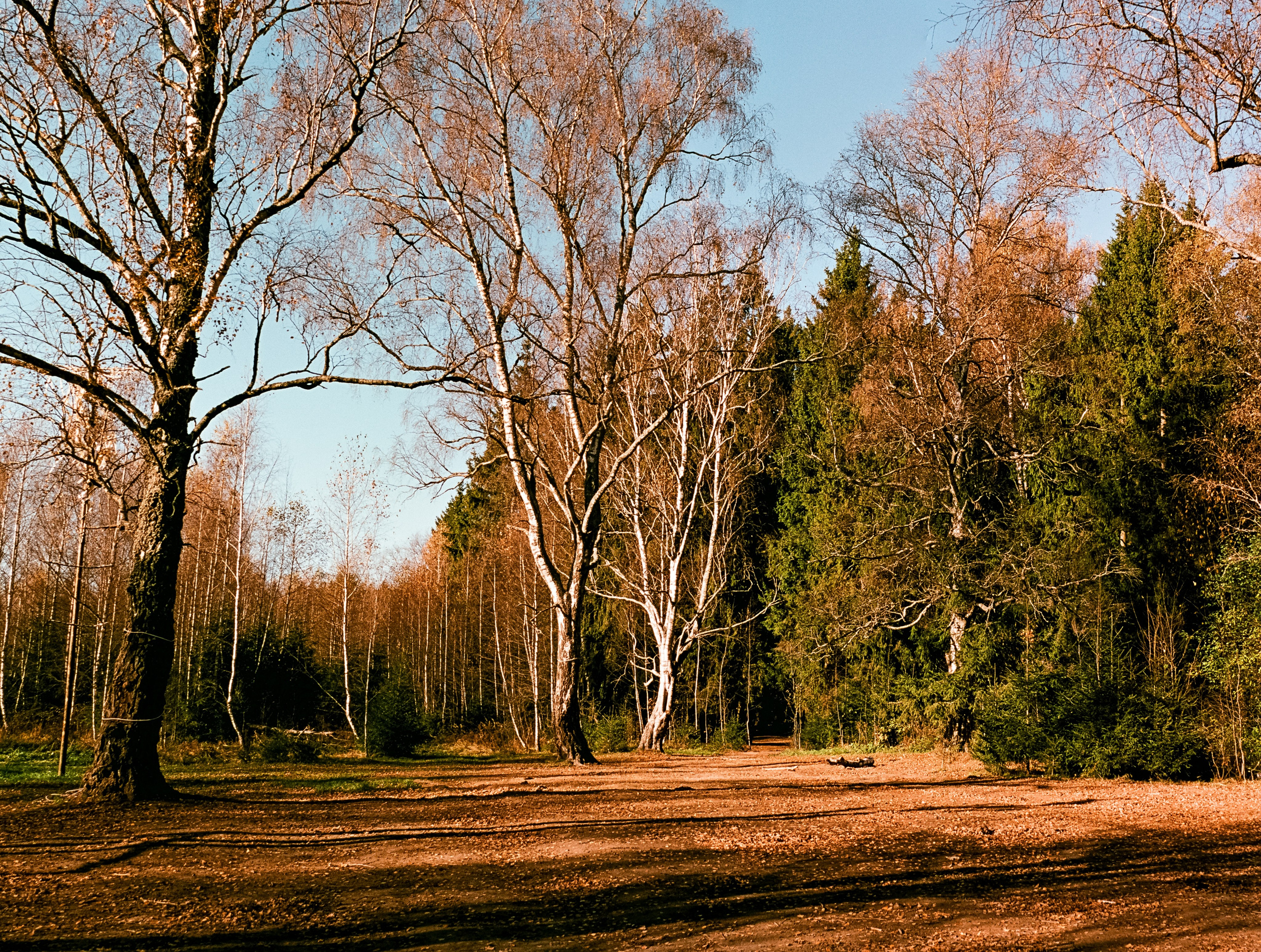Nikon F100 — Mamiya (645) Sekor C 45 mm f2.8 и Macro 80 mm f/4