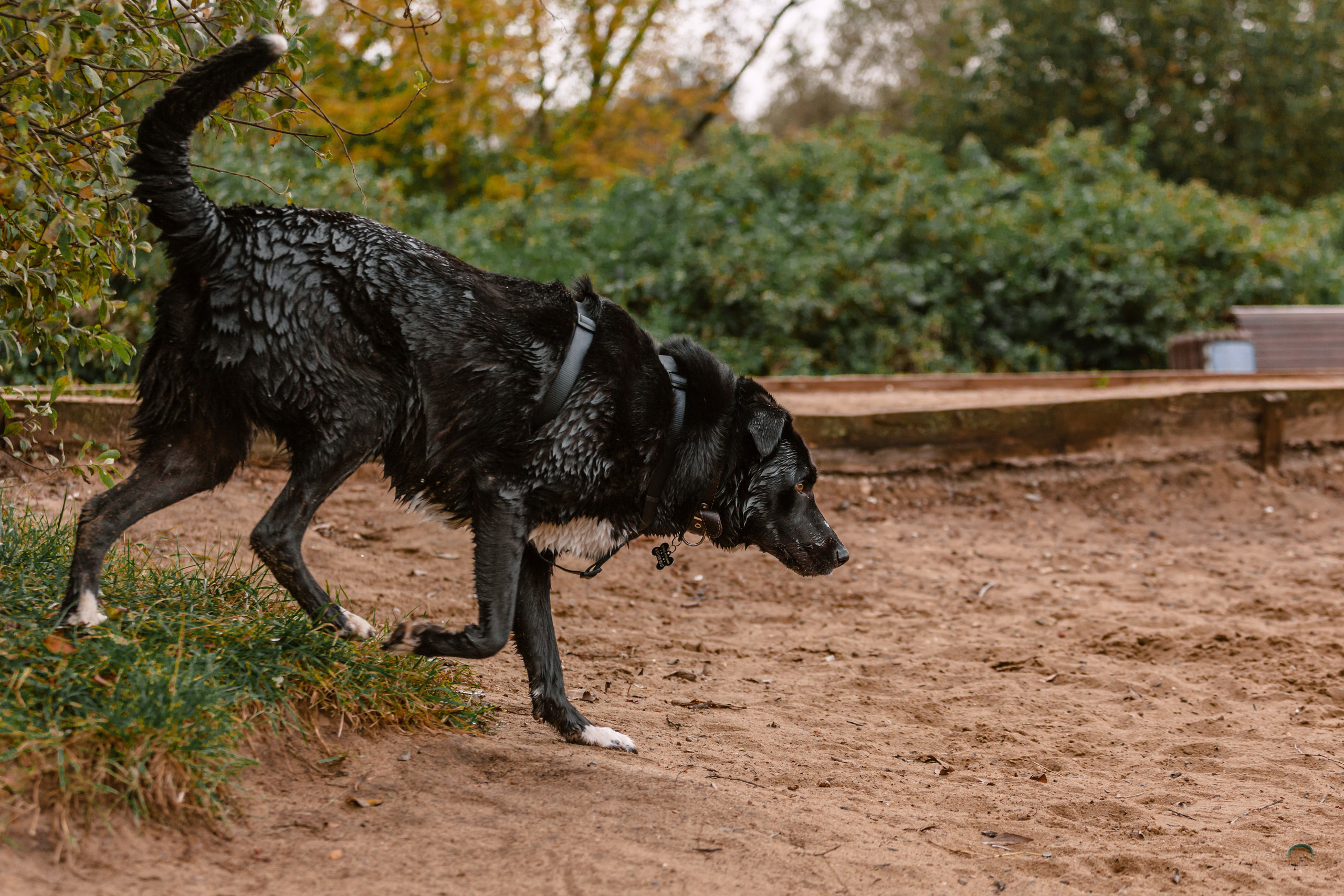 Юля и Фортуна. Фотограф-анималист Татьяна Степанова