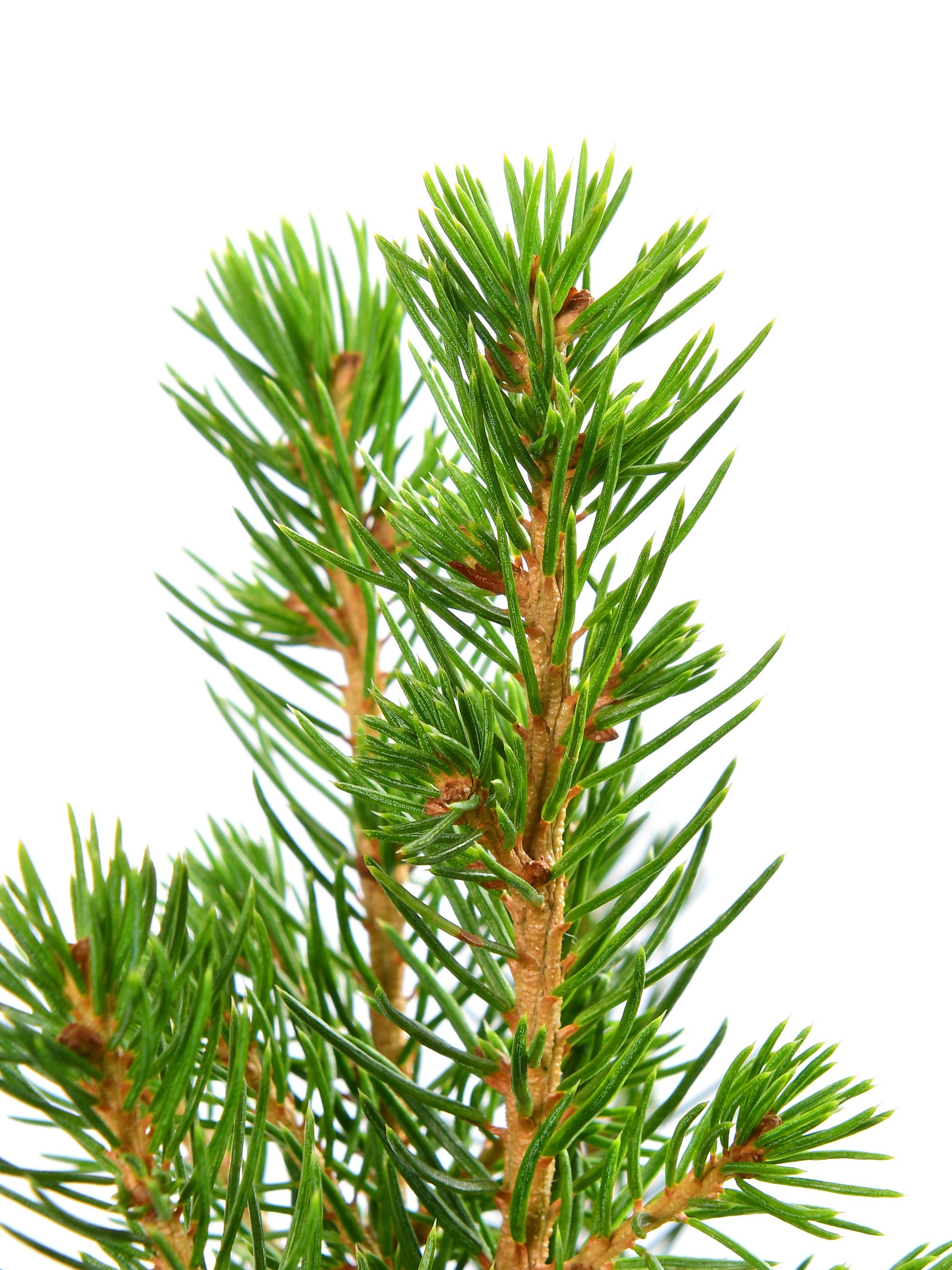 фотосъемка хвойных растений