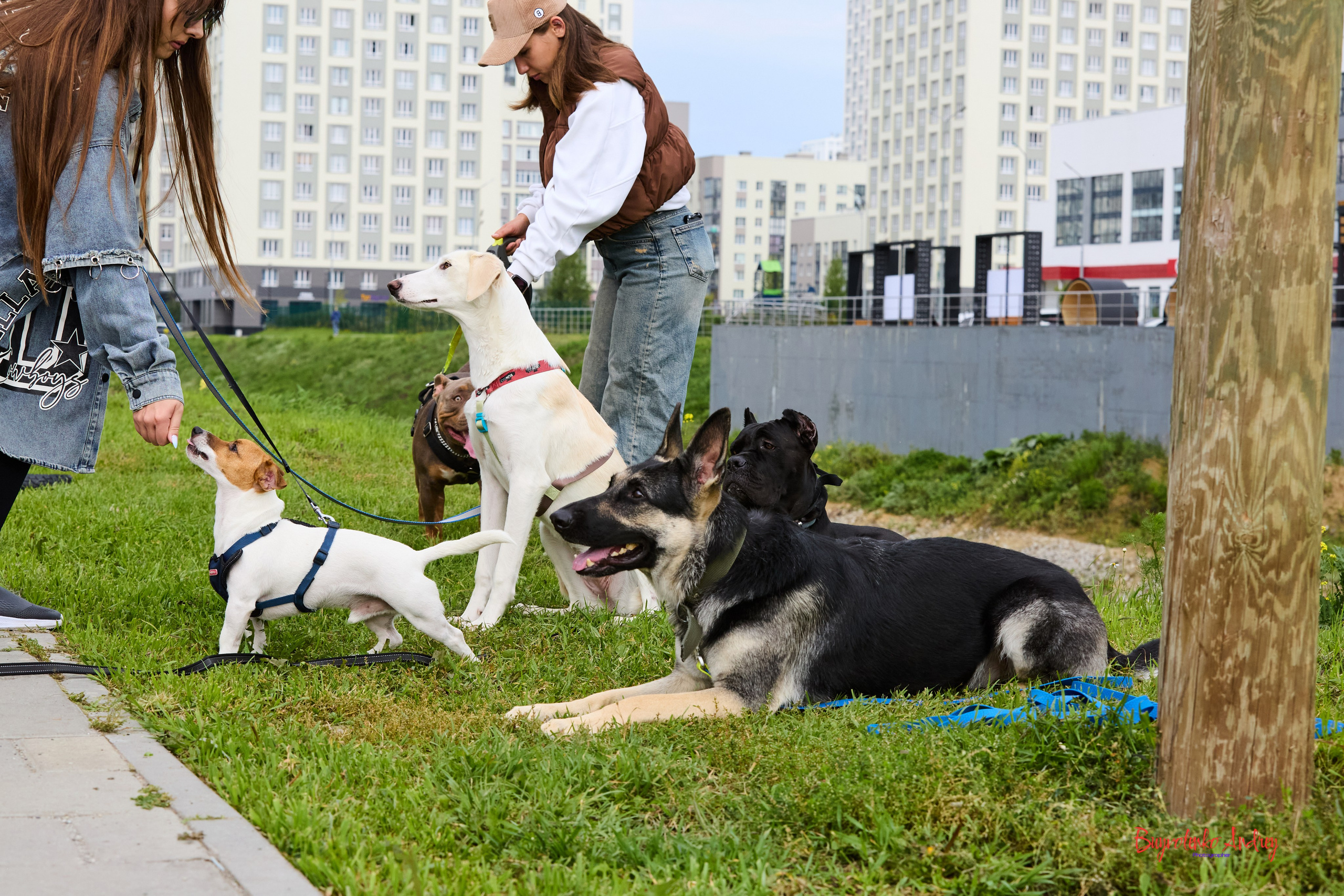 Проект фотопрогулка с хвостиком. Buyvolenko Andrey