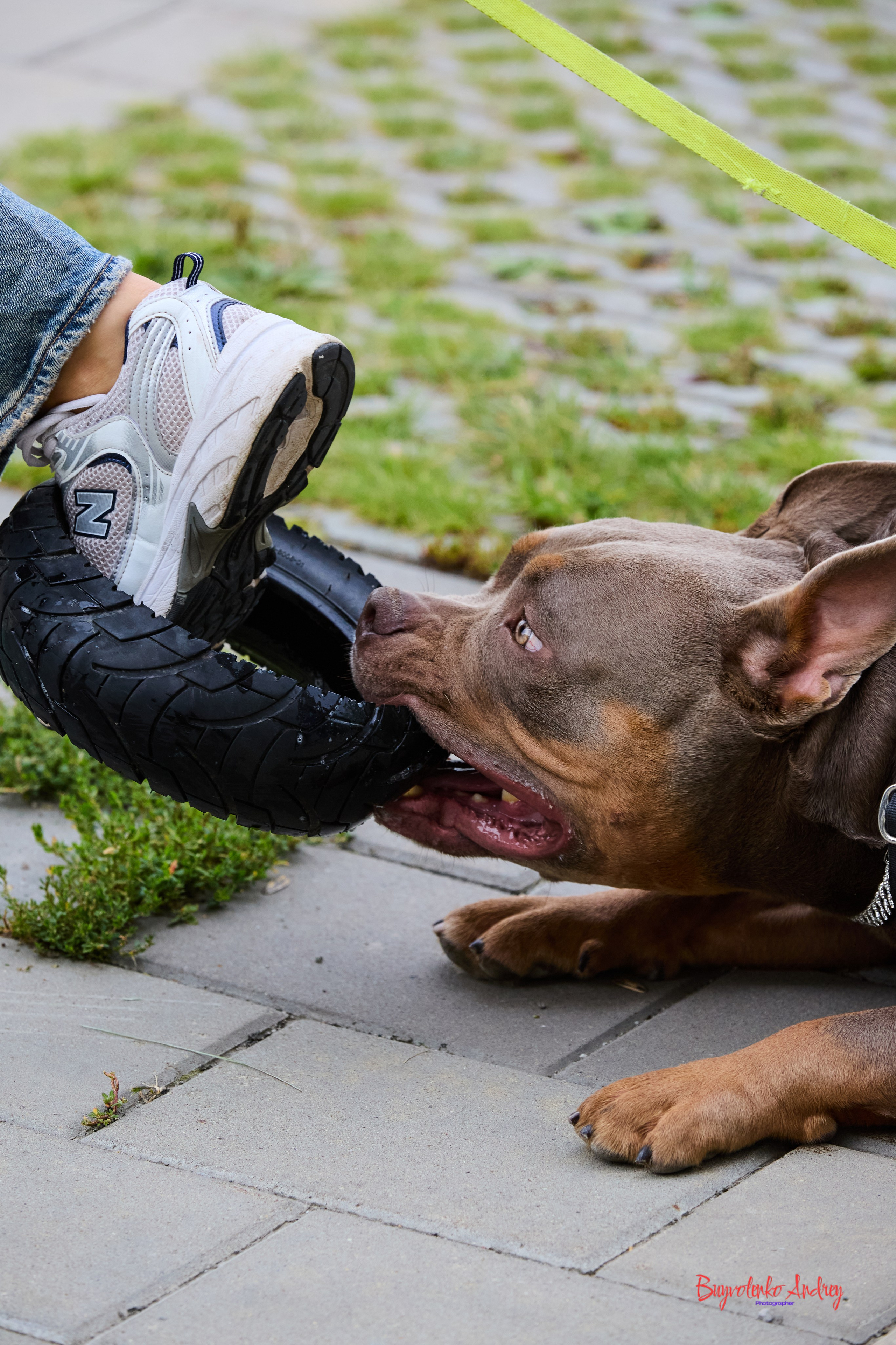 Проект фотопрогулка с хвостиком. Buyvolenko Andrey