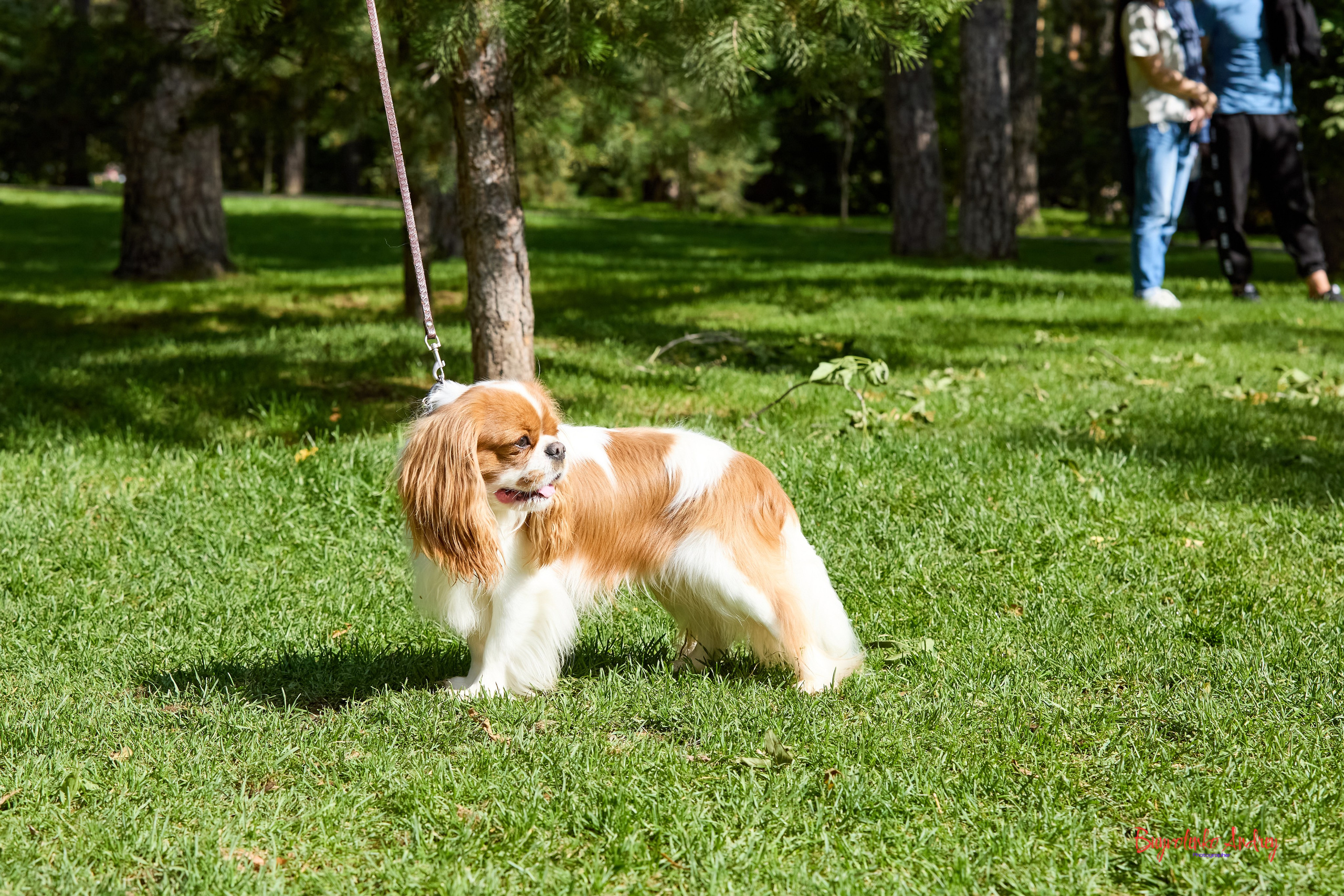 Фотопрогулка с кавалерами. Buyvolenko Andrey