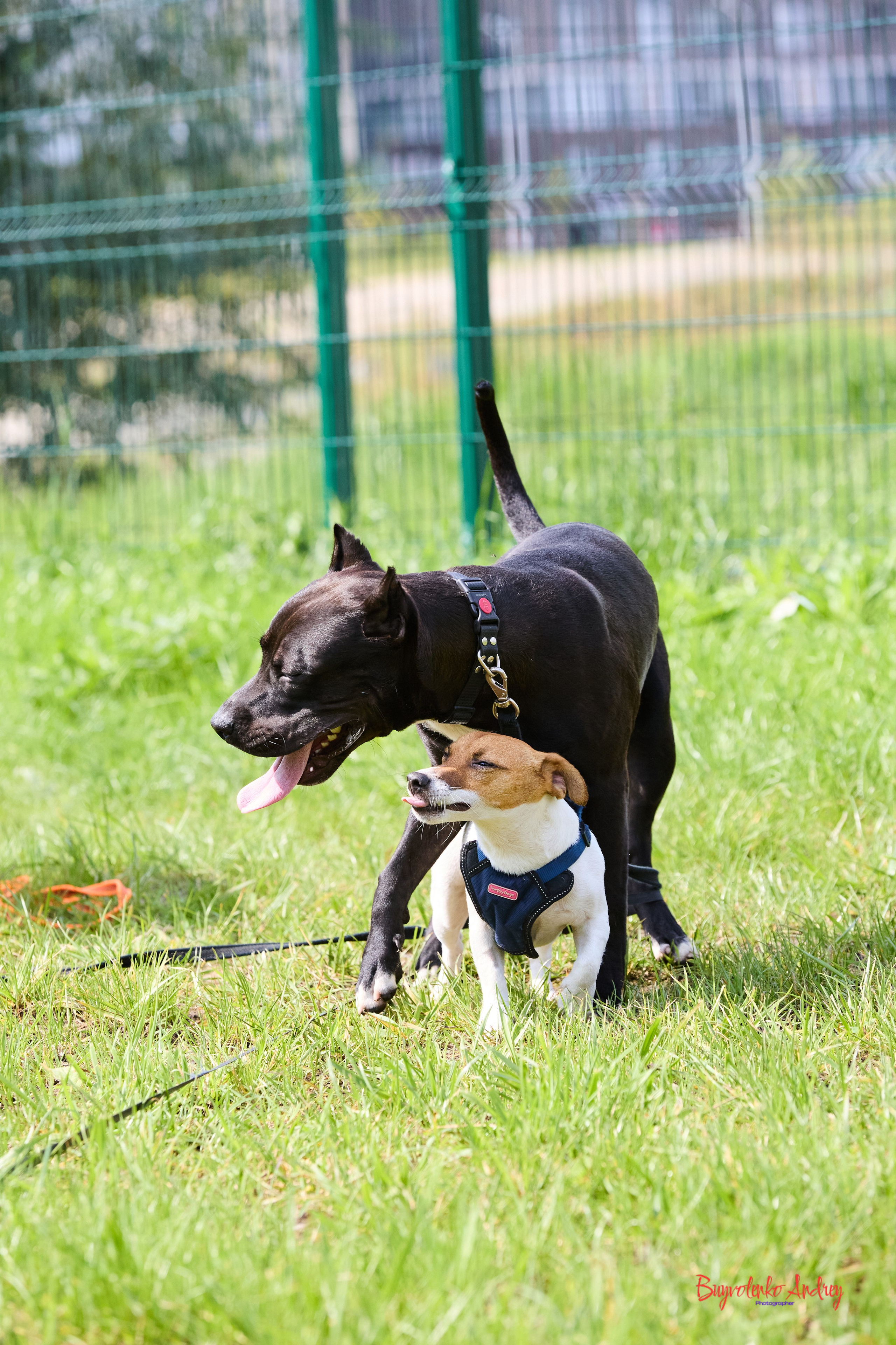 Проект фотопрогулка с хвостиком. Buyvolenko Andrey