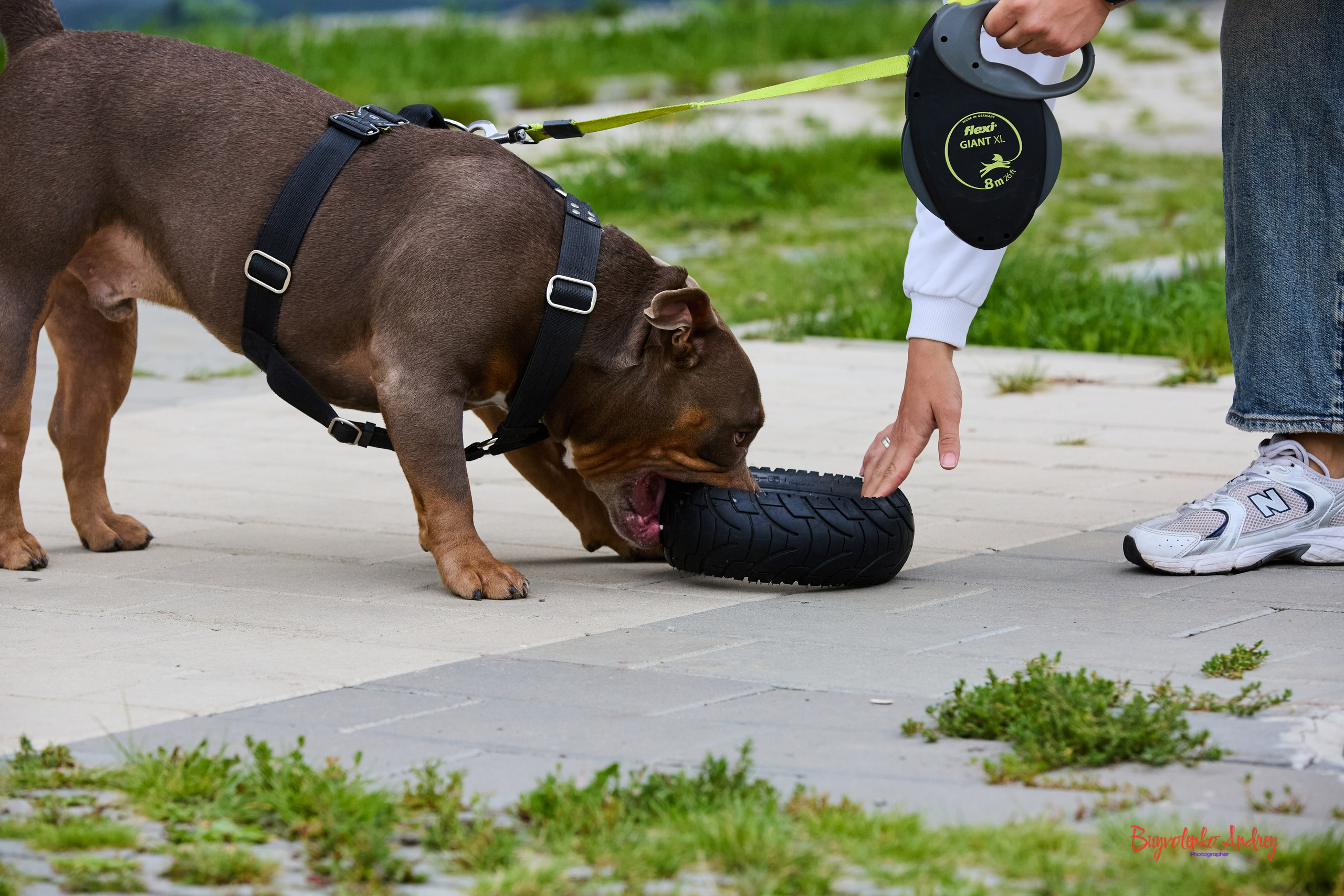 Проект фотопрогулка с хвостиком. Buyvolenko Andrey