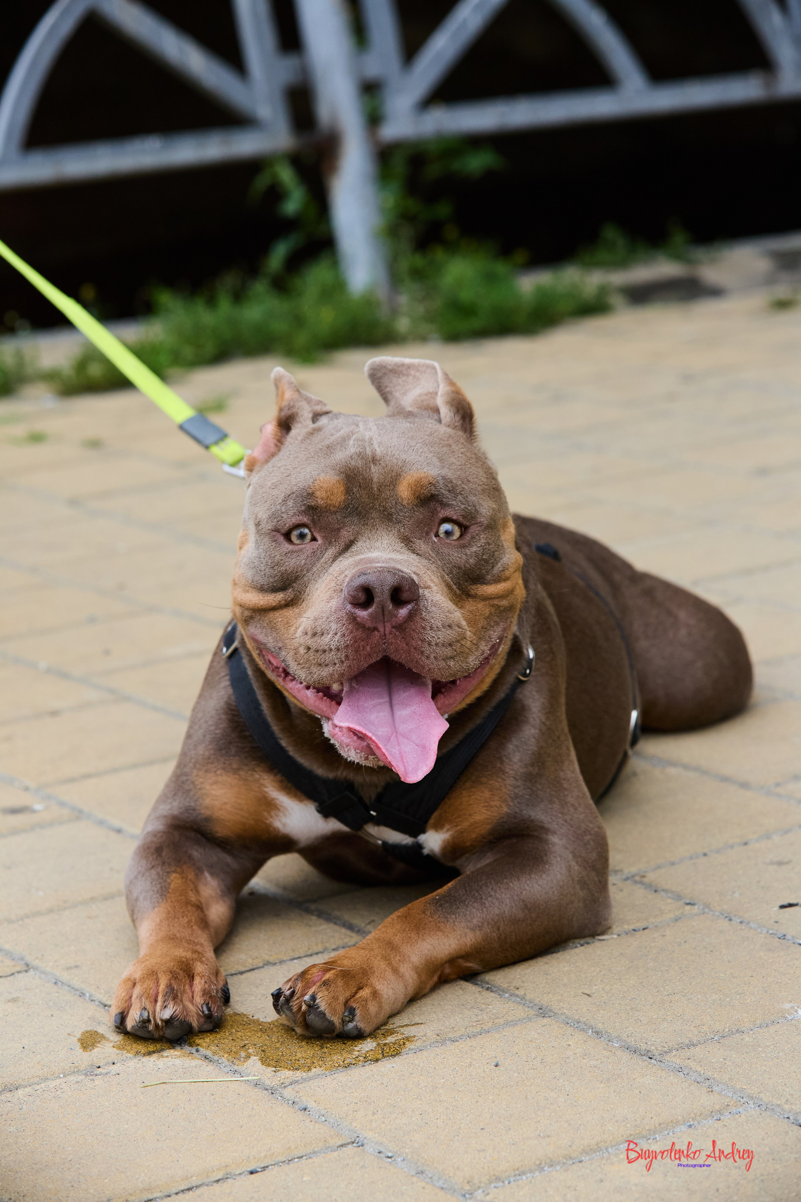 Проект фотопрогулка с хвостиком. Buyvolenko Andrey