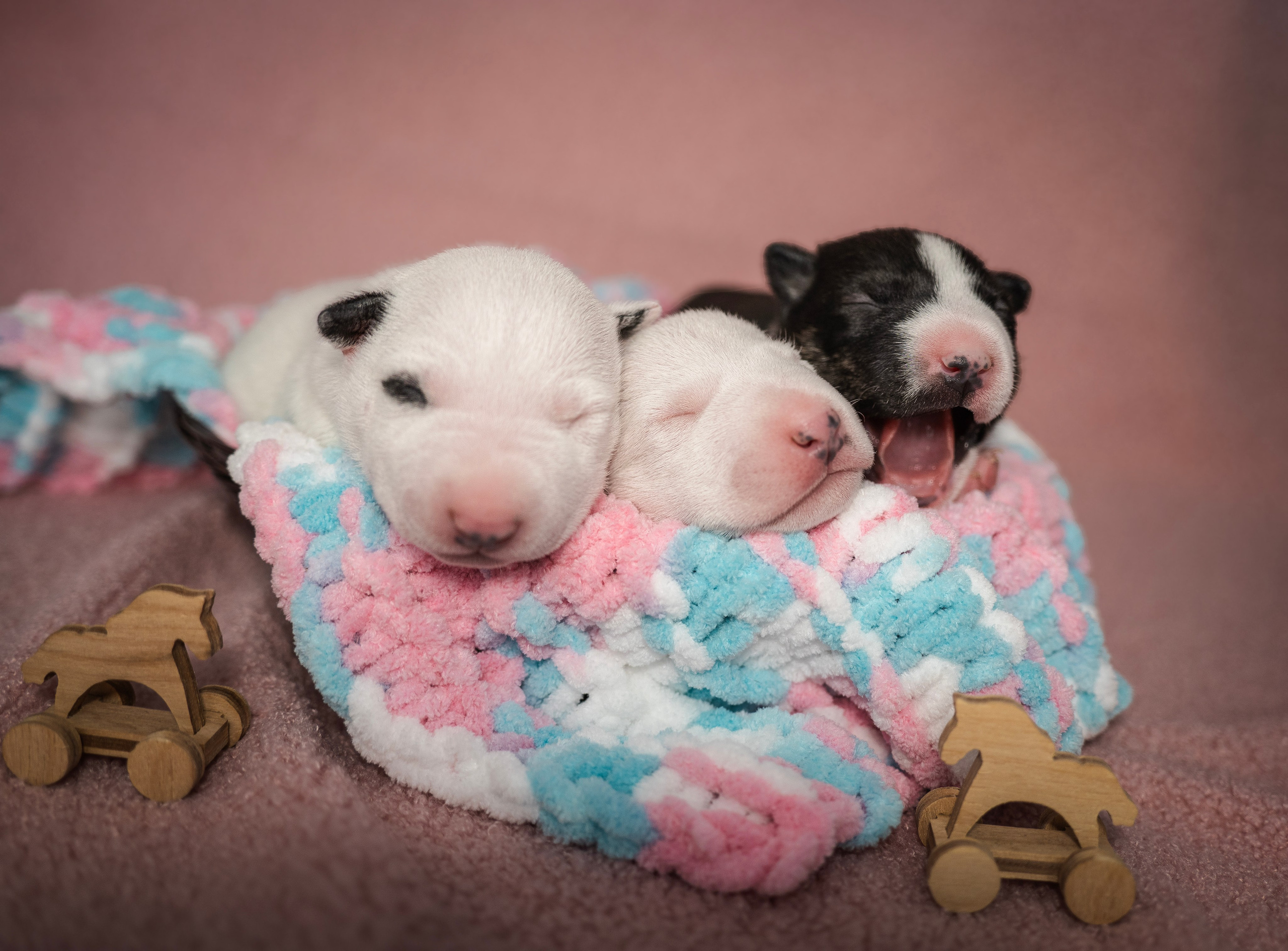 Ньюборн. Семейный фотограф анималист г. Находка