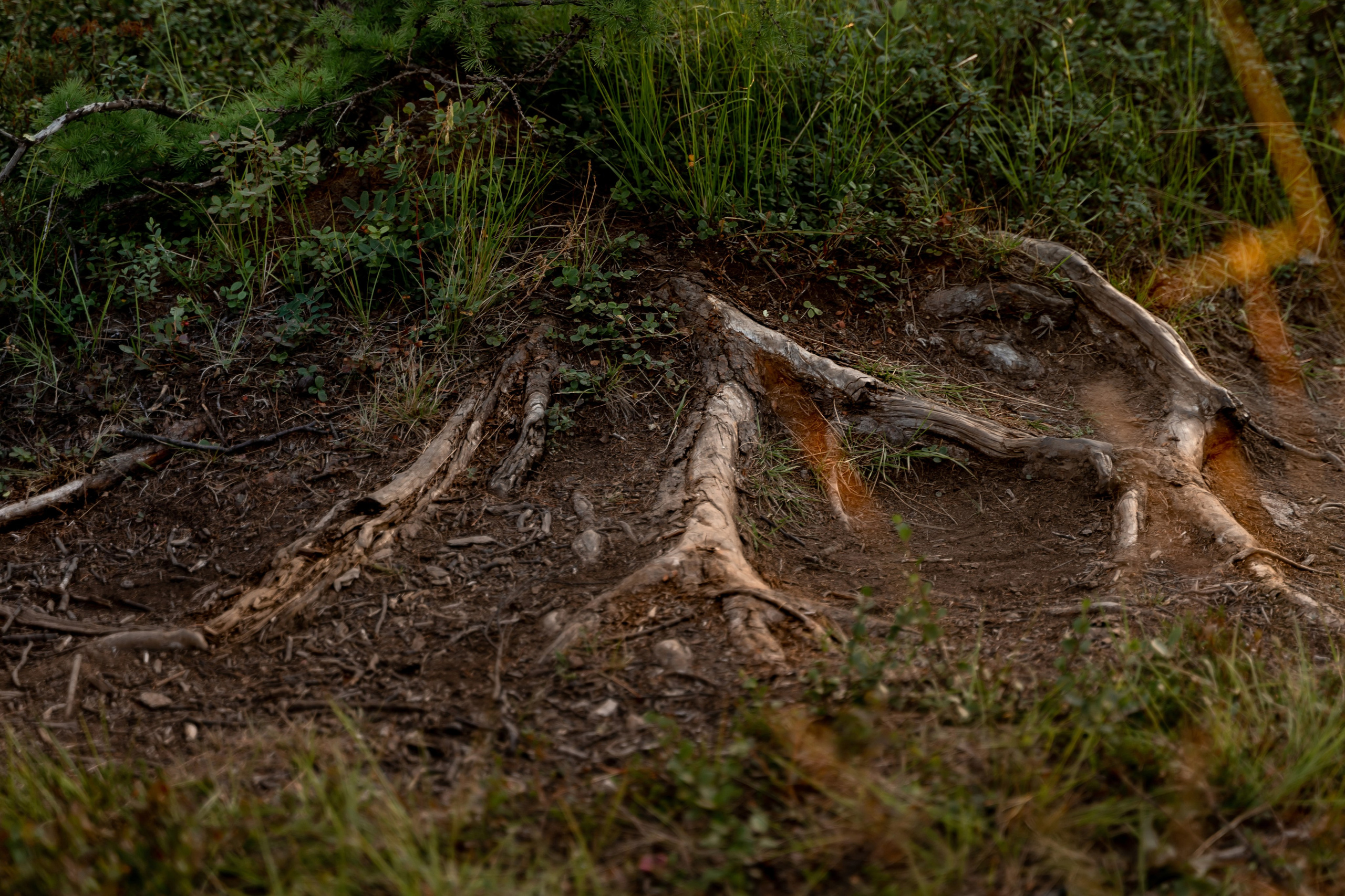 Пётр и Антонина. Череваненко Сергей и Элина — свадебный фотограф видеограф