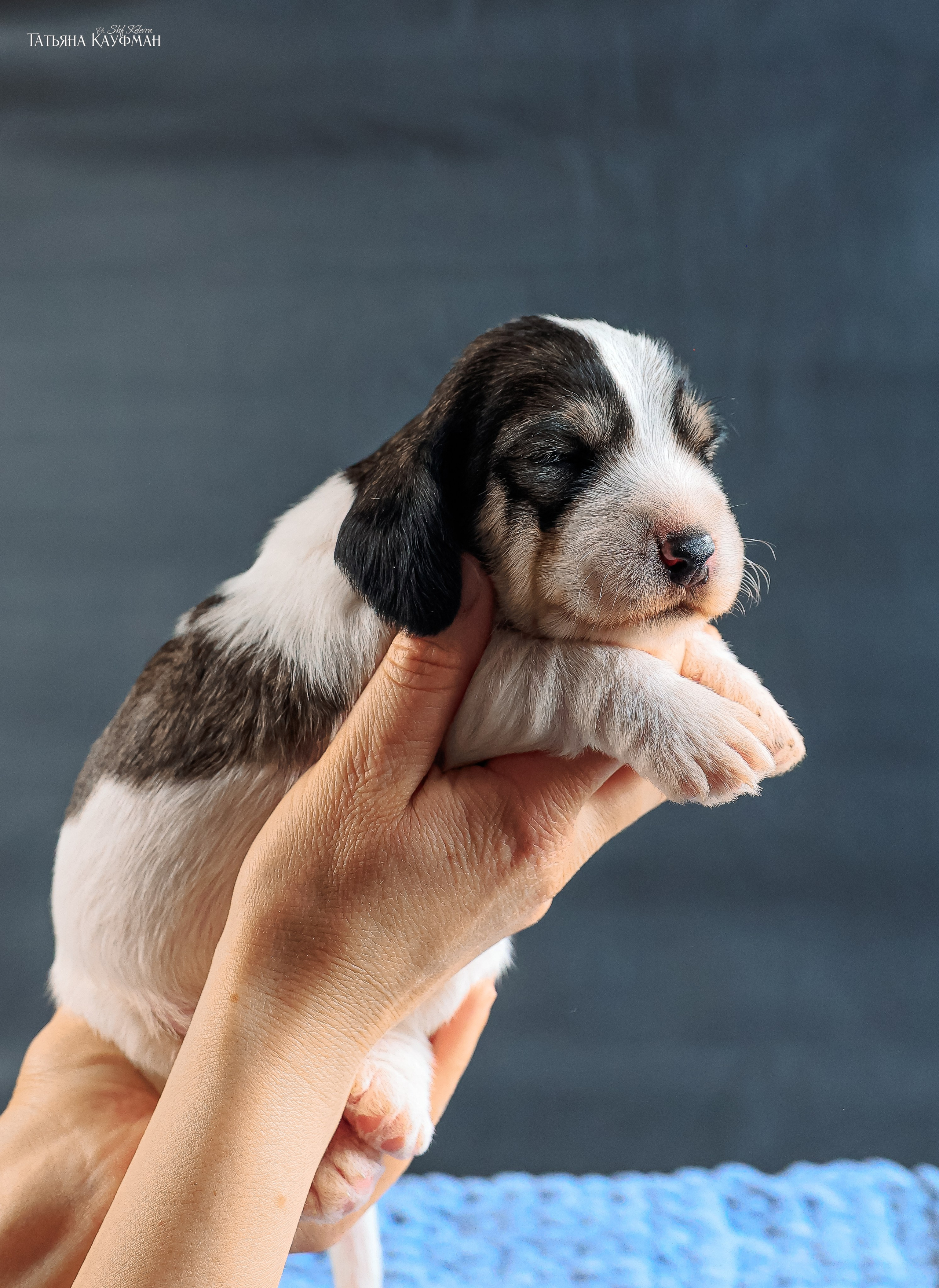 Малые вандейские бассет гриффоны. PVBG. Petit vandeen basset griffon, щенки в новосибирске. Питомник White Rivendel