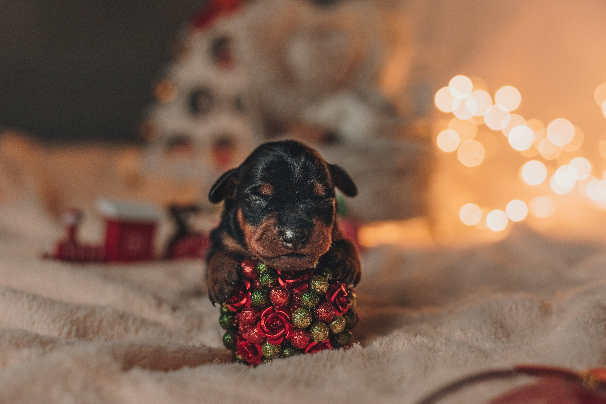 Pinschers. Natalia Finch Photography — Family, Kids & Pet Photographer in Chicago, IL