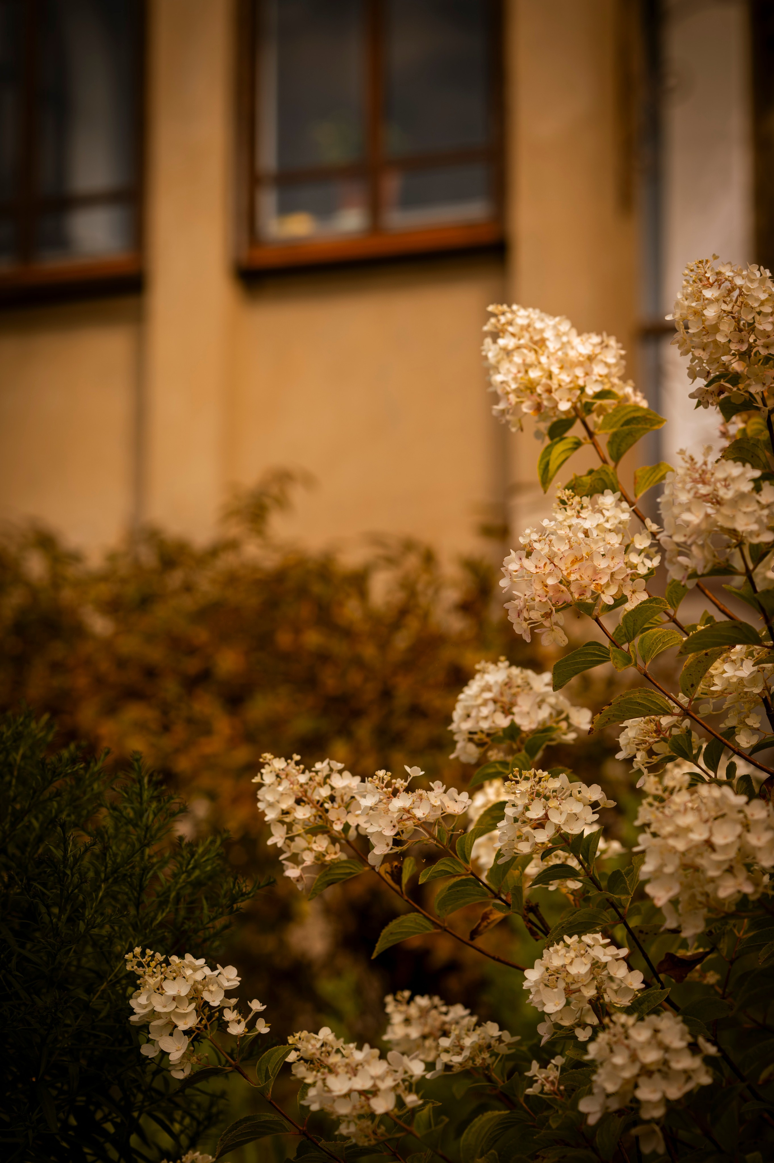 Осень во всей красе. Анна Боровикова, фотограф Пушкино