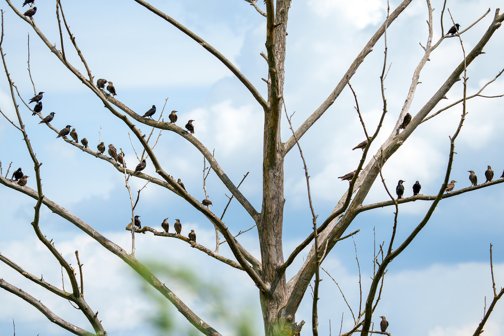 Удивительные мир птиц. Вокруг нас столько прекрасного — присмотритесь!. Ваш личный фотограф Марина Волкова