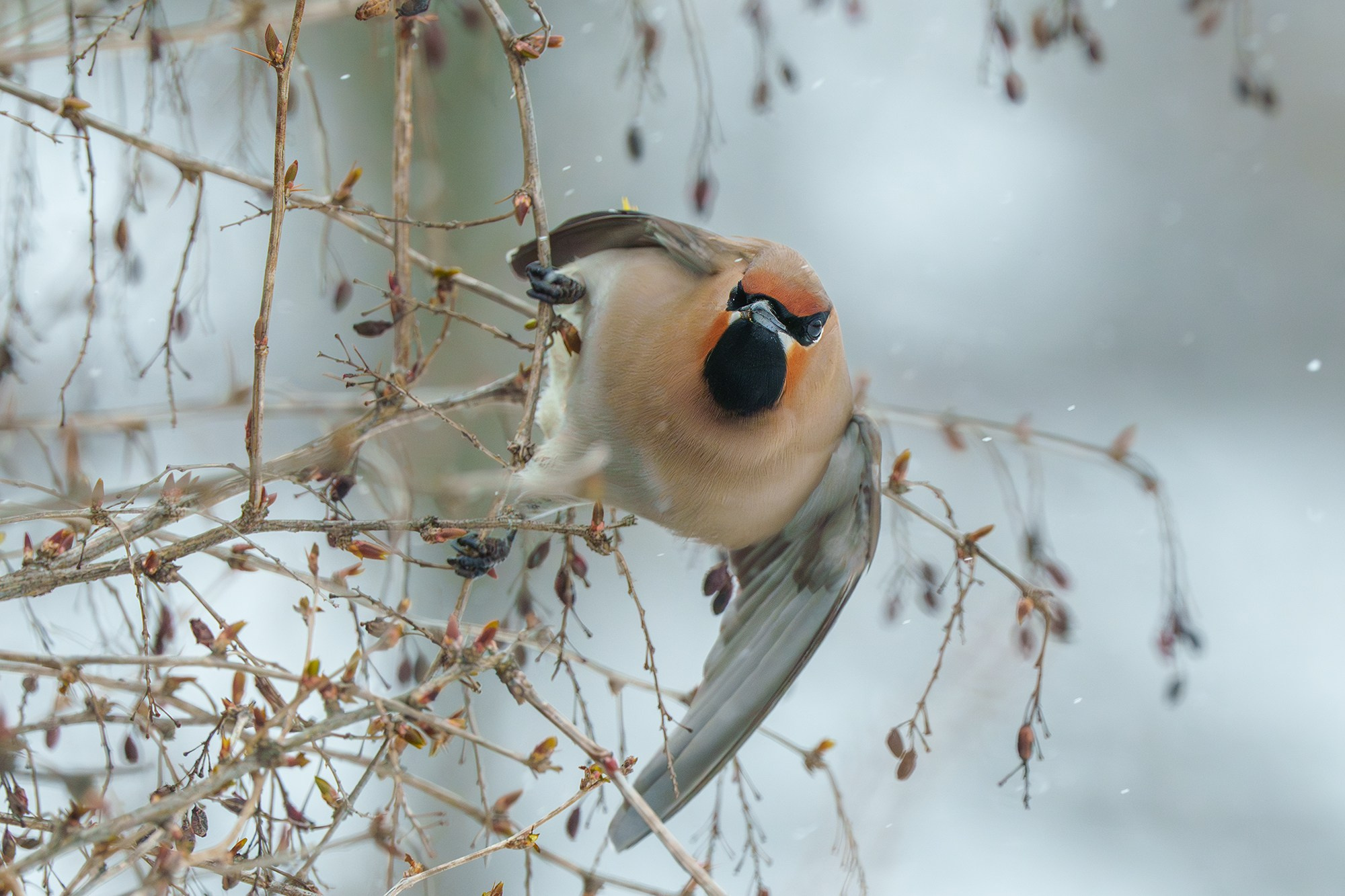 Удивительные мир птиц. Вокруг нас столько прекрасного — присмотритесь!. Ваш личный фотограф Марина Волкова