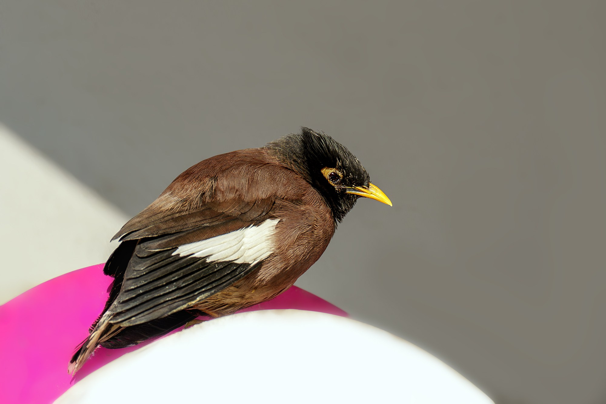 Удивительные мир птиц. Вокруг нас столько прекрасного — присмотритесь!. Ваш личный фотограф Марина Волкова