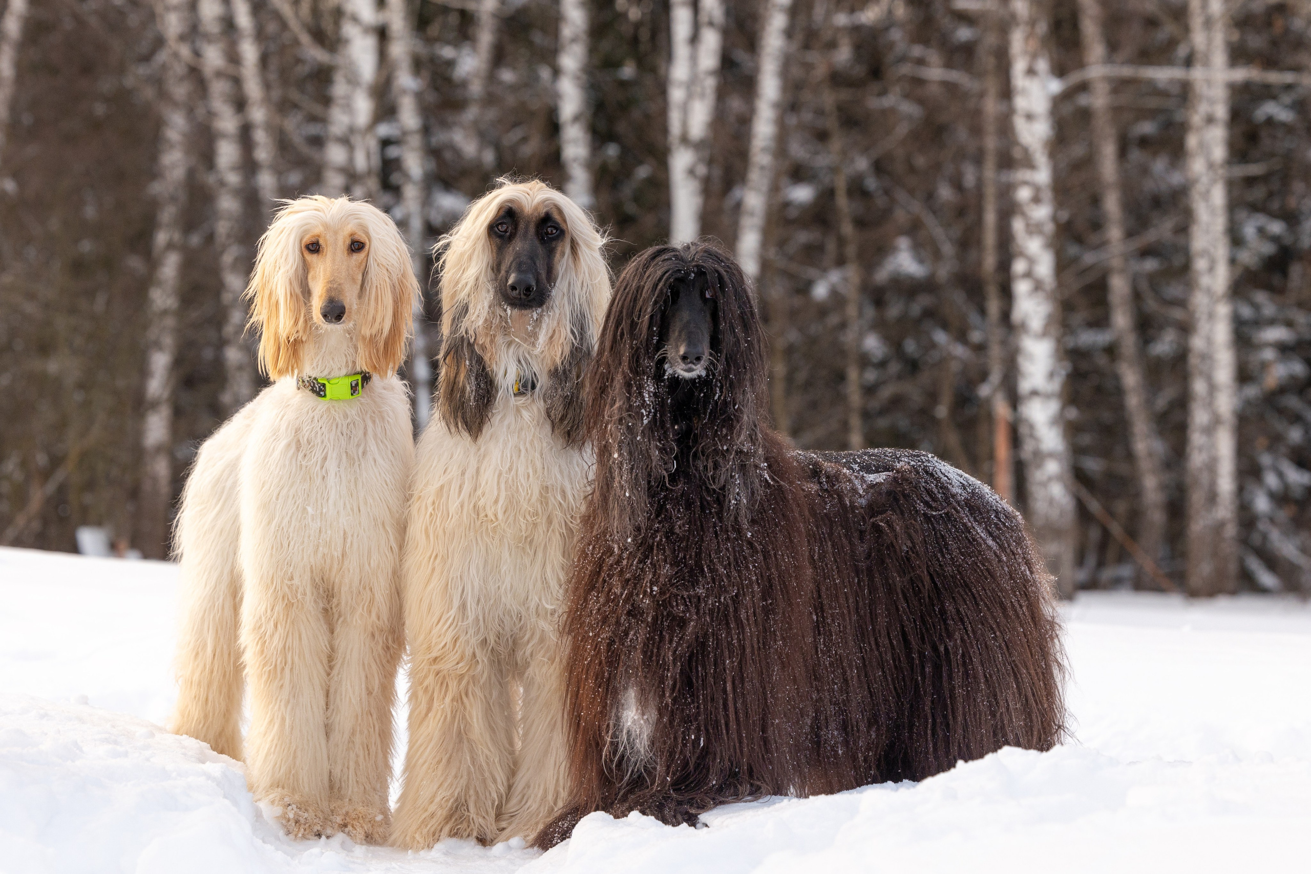 Игры афганов в снегу. Фотограф-анималист Natalia Deingel | Фотосъемка собак в Москве
