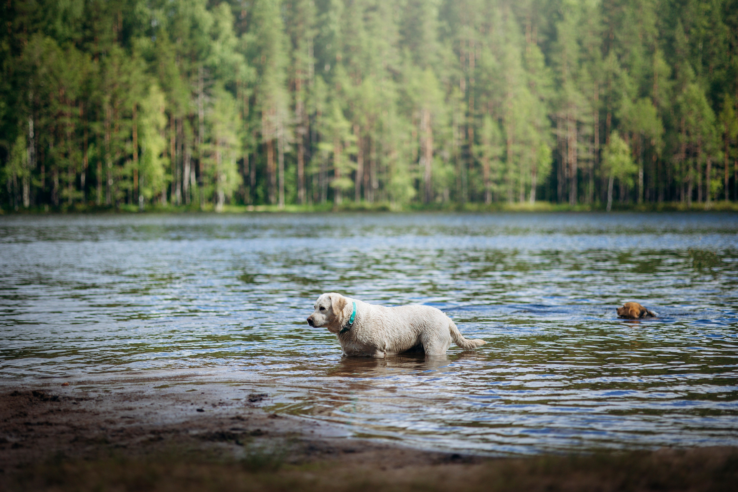 Котофеи и их семья. Фотограф — Анималист | Санкт-Петербург