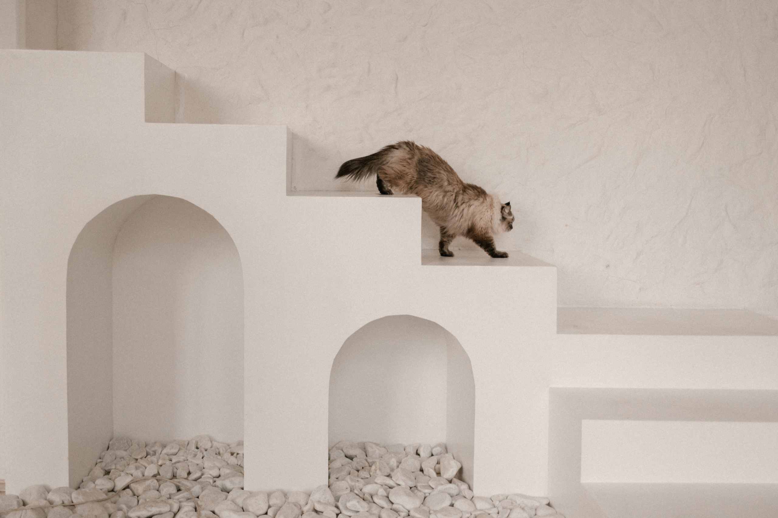 Камилла и ее девочки. Фотограф — Анималист | Санкт-Петербург