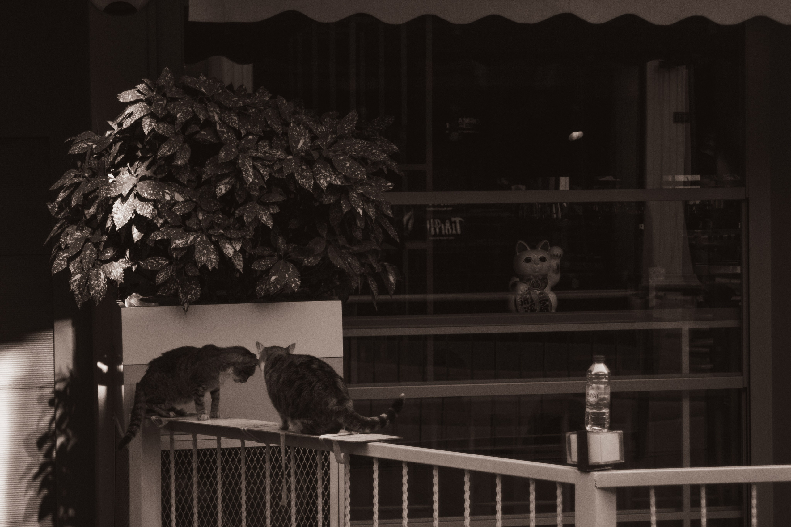 Животные. Фотограф Москва, портрет, стрит, репортаж. Художественная фотосессия