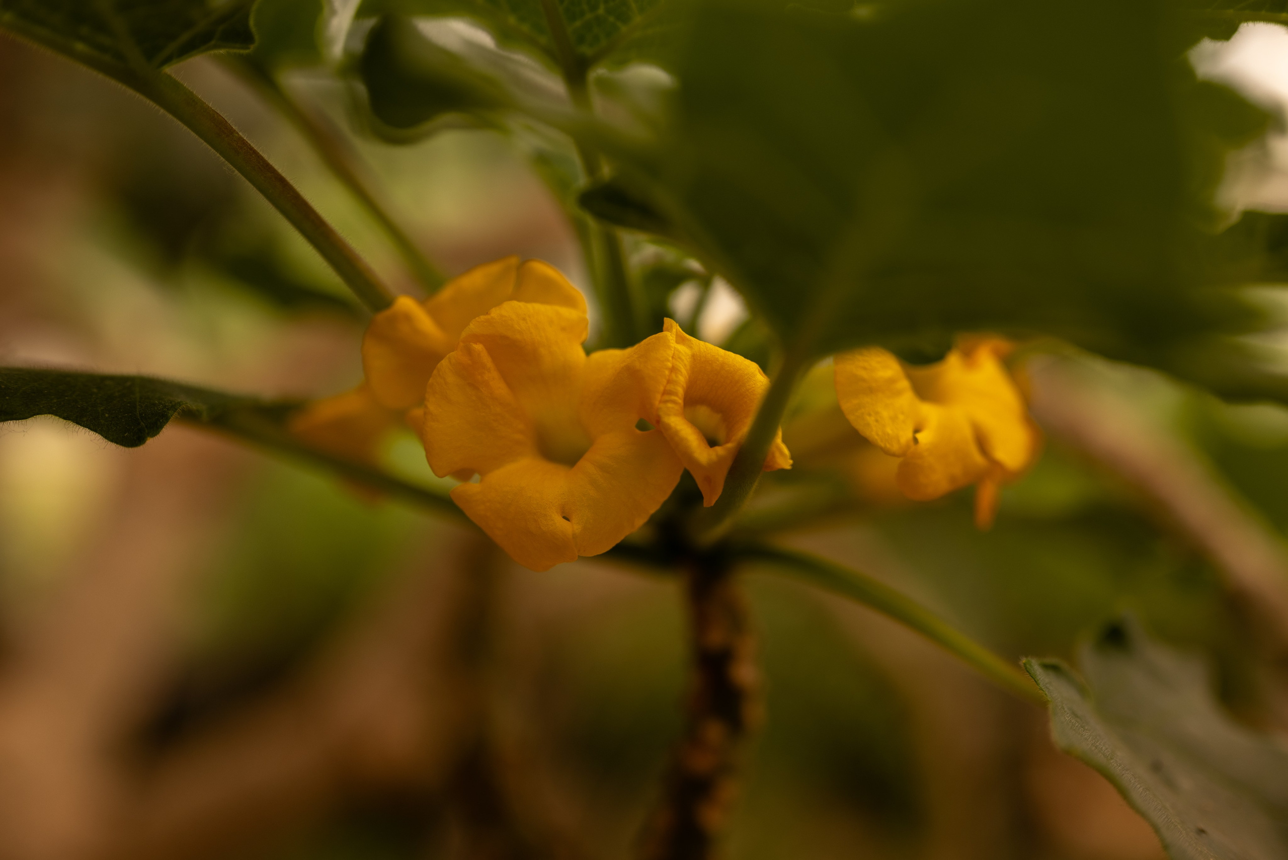 Маргарита и Кира. Ботанический сад. Семейный фотограф в Москве Дарья Пузикова