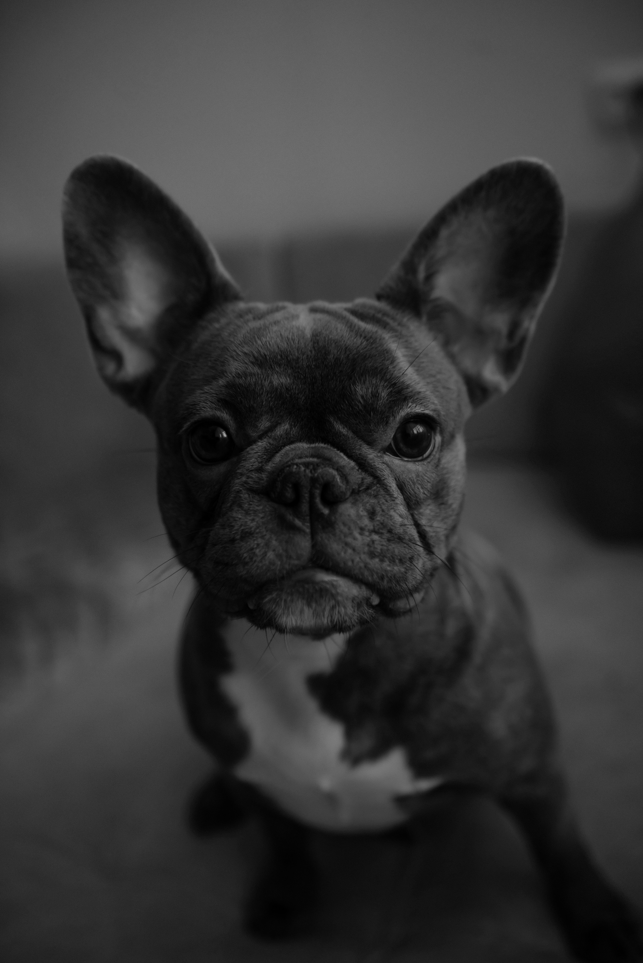 Катя. Свадебный, портретный, фотограф беременности в Нижнем Новгороде Алина Зиновьева