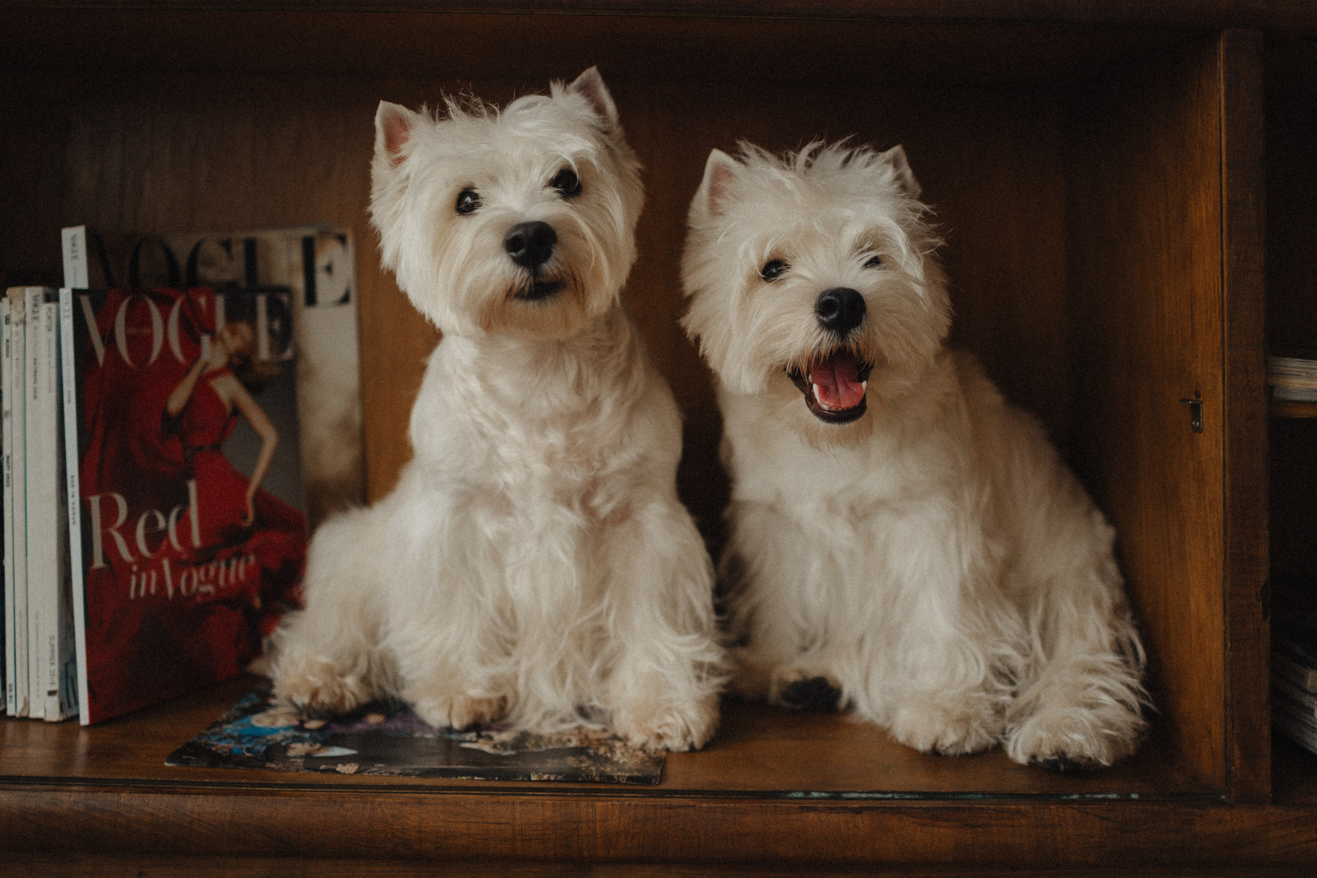 Вероника, Мята и Малина. Фотораф — анималист Мария Шистка