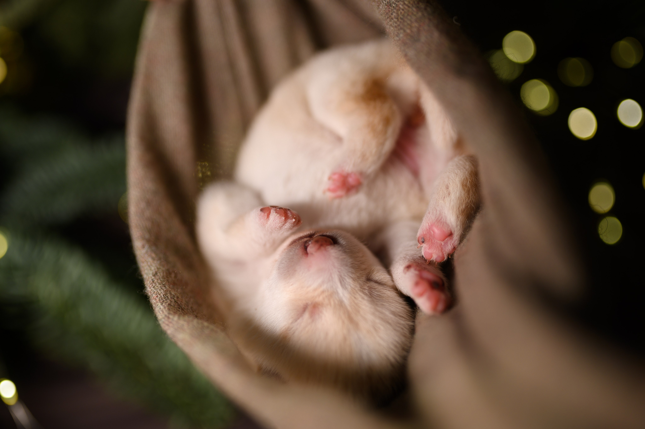 Фотограф анималист в Москве Ольга Агушева