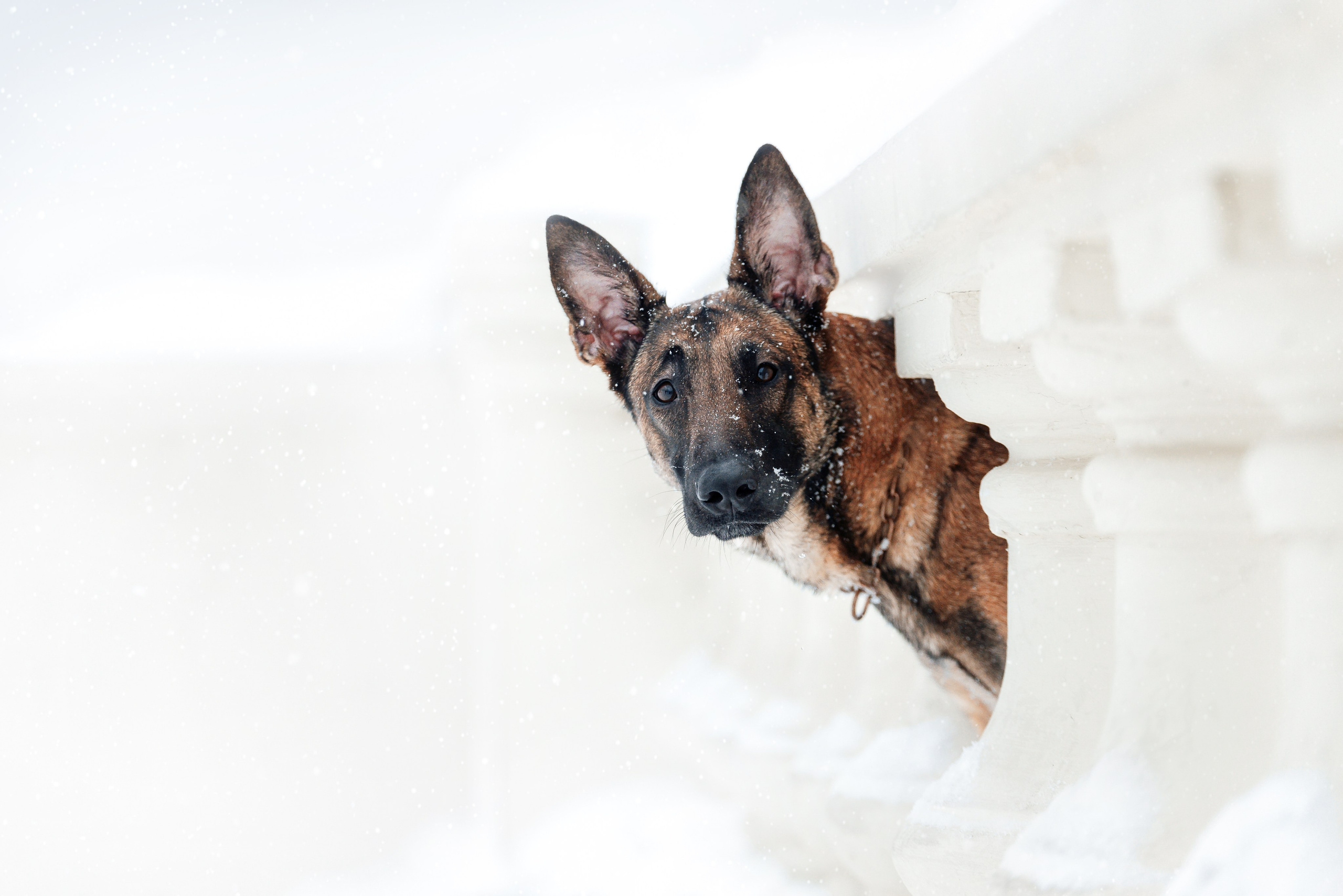 Кристина и Зума. Фотограф-анималист Анастасия Парфенова|Екатеринбург