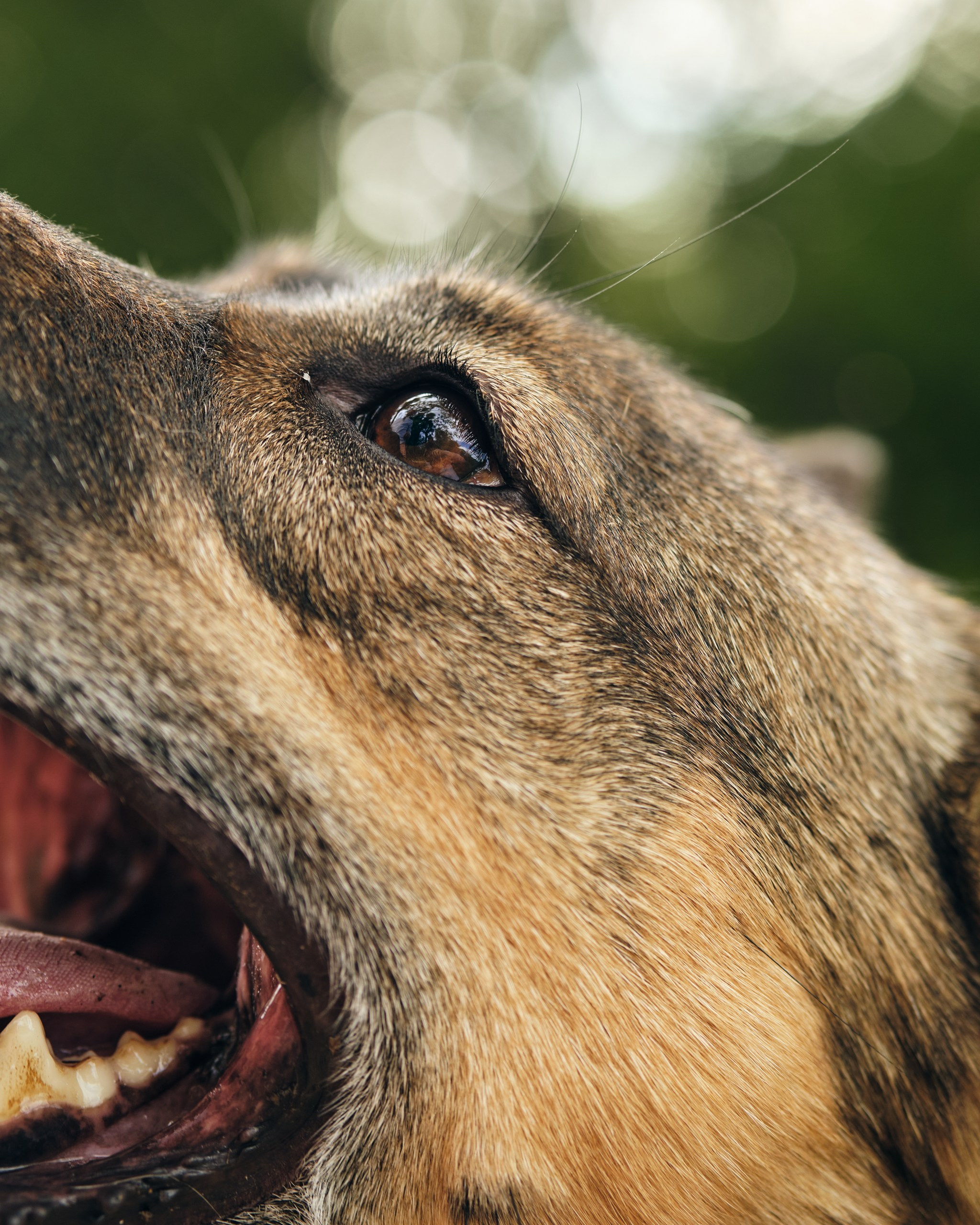 Фотосессия  для паши пса. Профессиональный фотограф в Москве — Максим Дьяконов