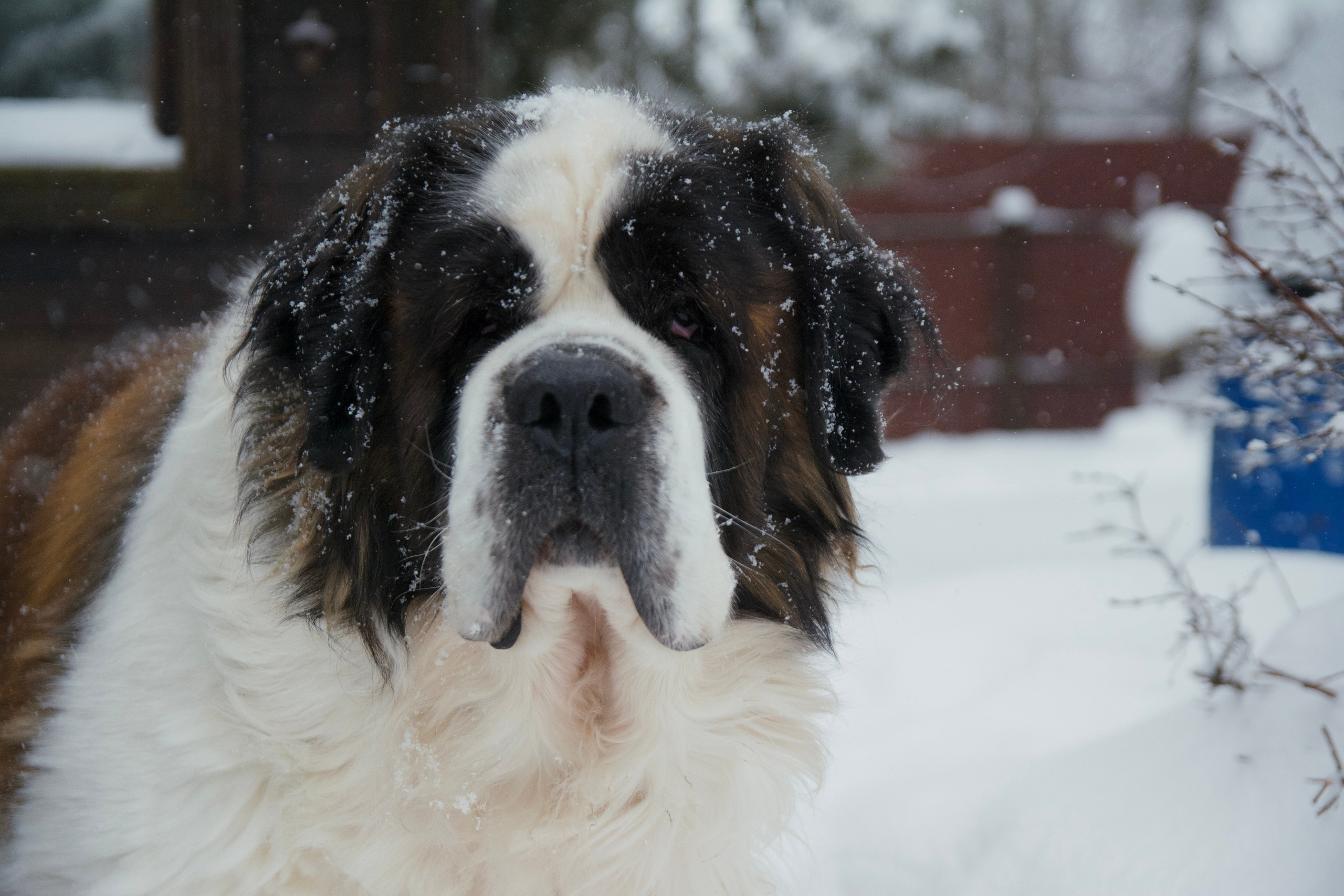 Сенбернар Бетховен. F/8 and be there — оказаться в нужном месте и поймать момент