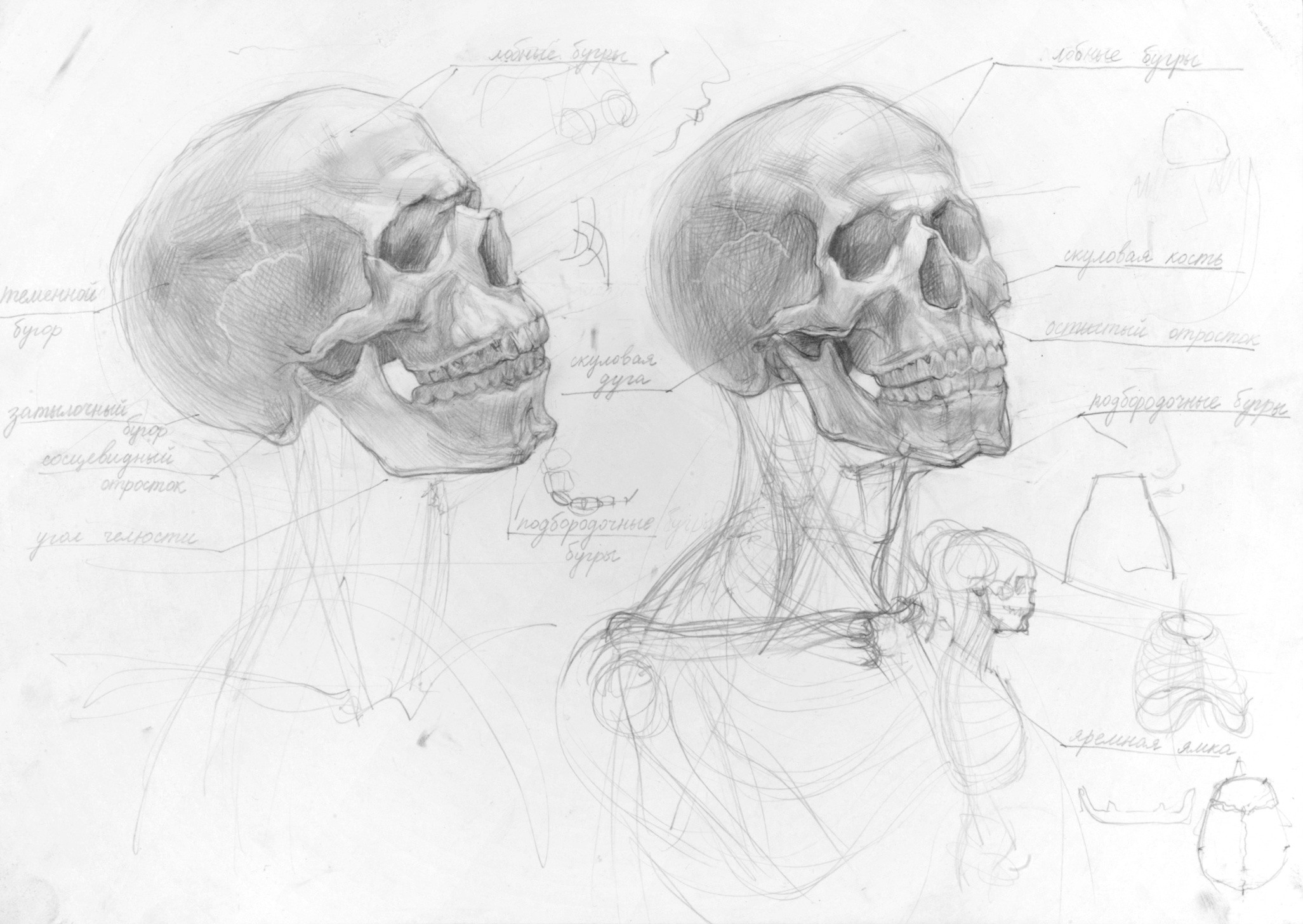 Татьяна Жукова, 9 класс. Изучение анатомии.