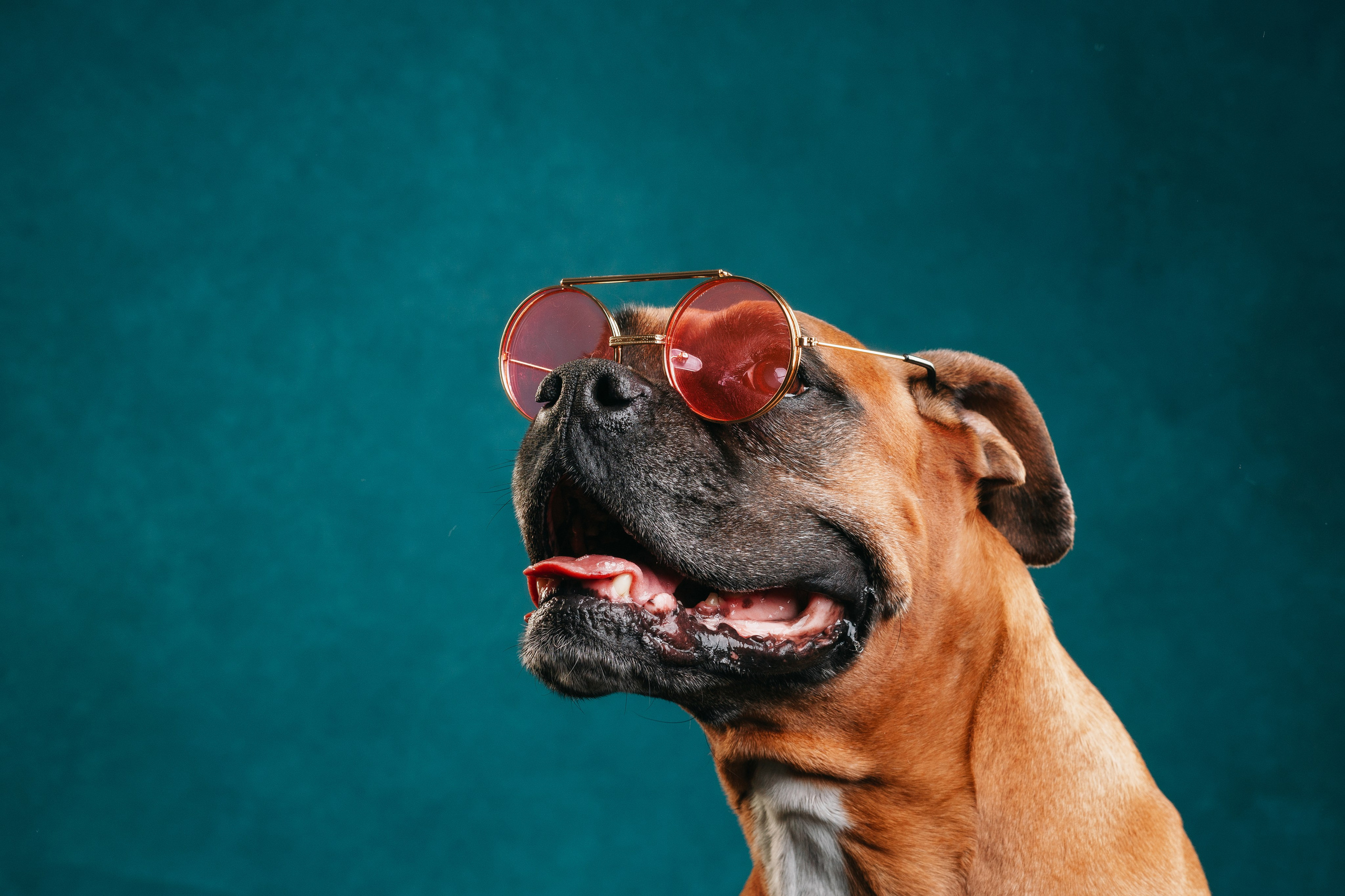 Боксер Челси. Фотограф анималист Осипчикова Мария