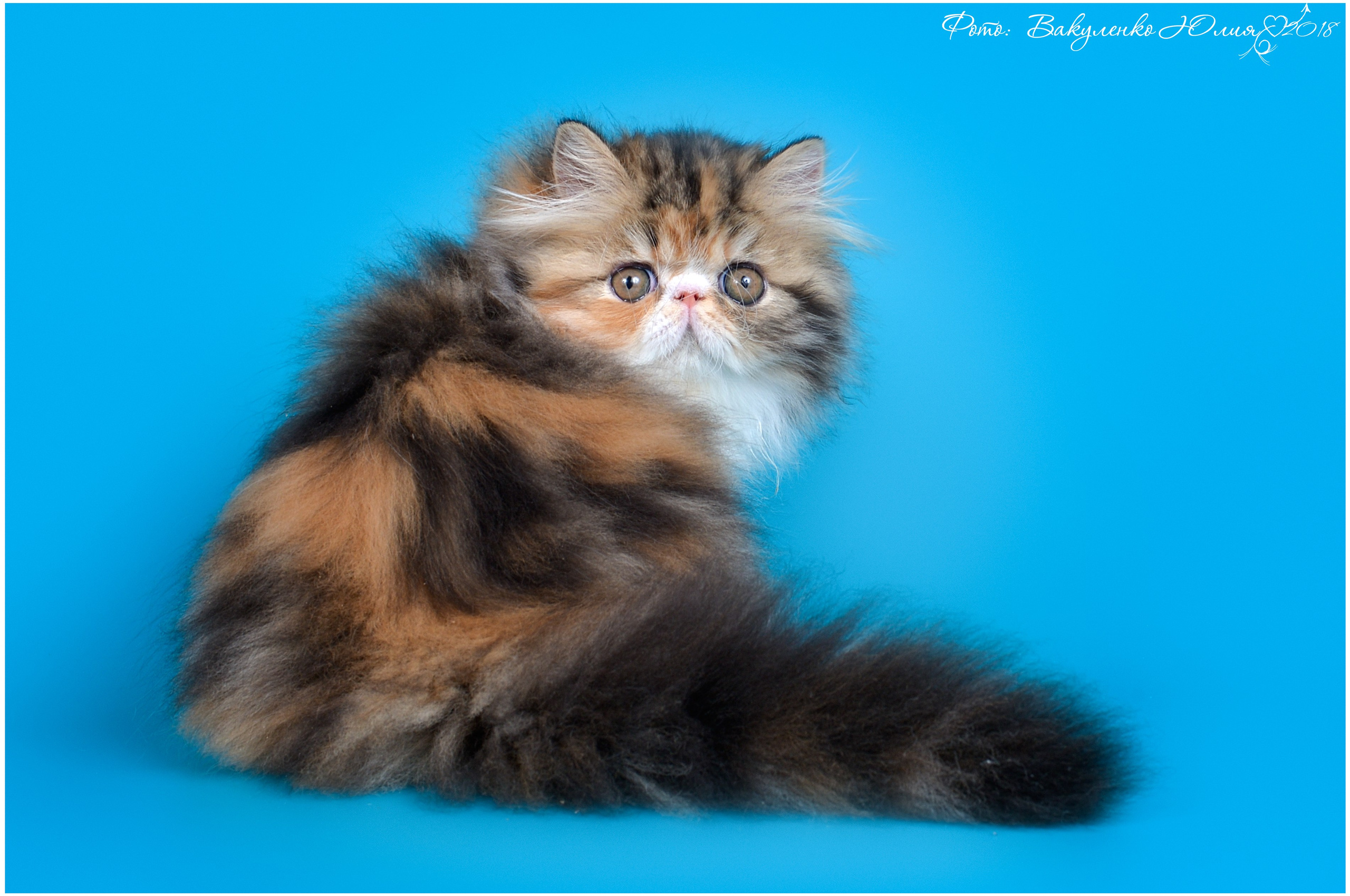 Котята. Фотограф анималист | семейный Юлия Вакуленко, г. Краснодар