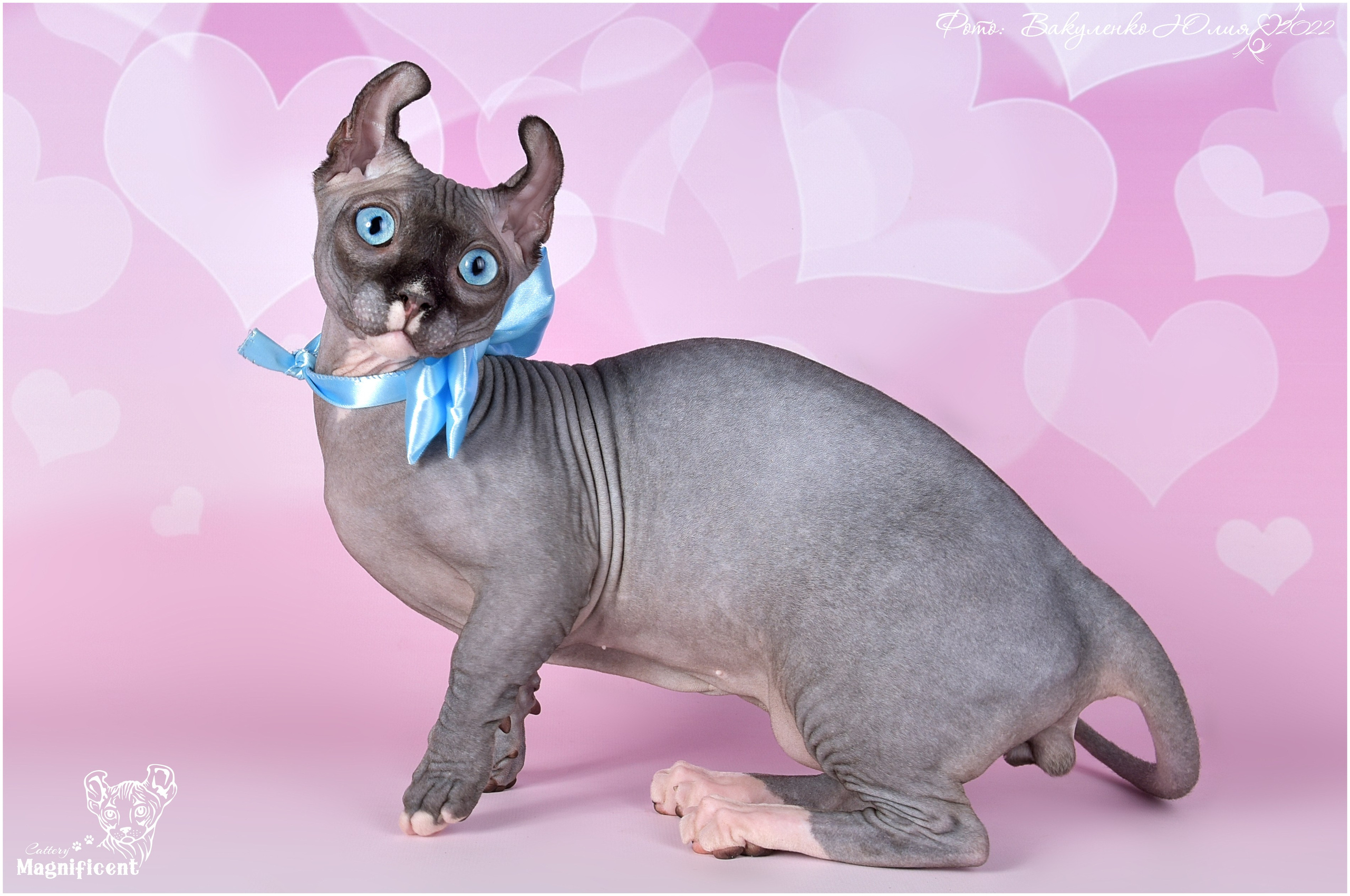 Взрослые. Фотограф анималист | семейный Юлия Вакуленко, г. Краснодар